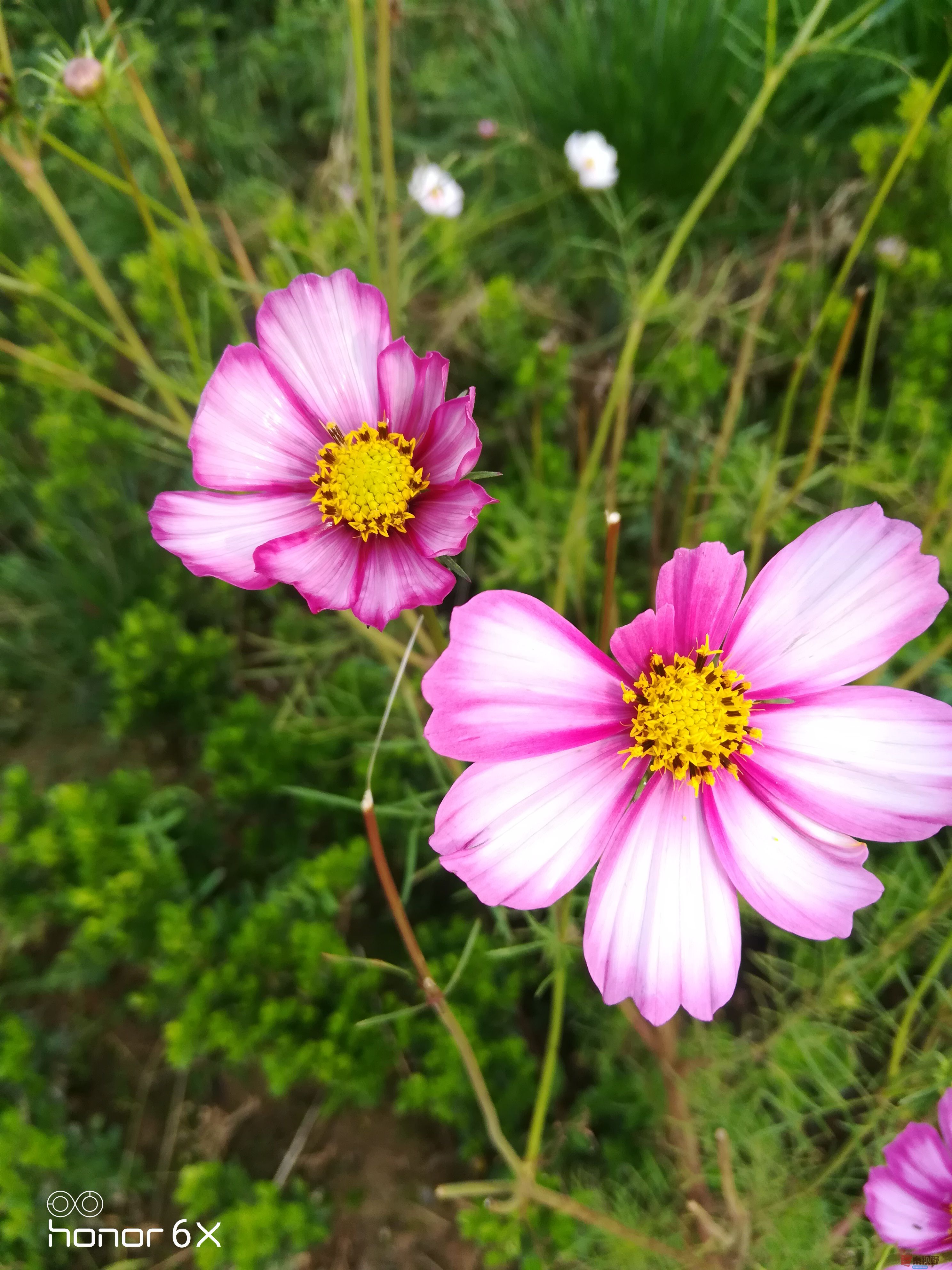 IMG_20190920_081659.jpg