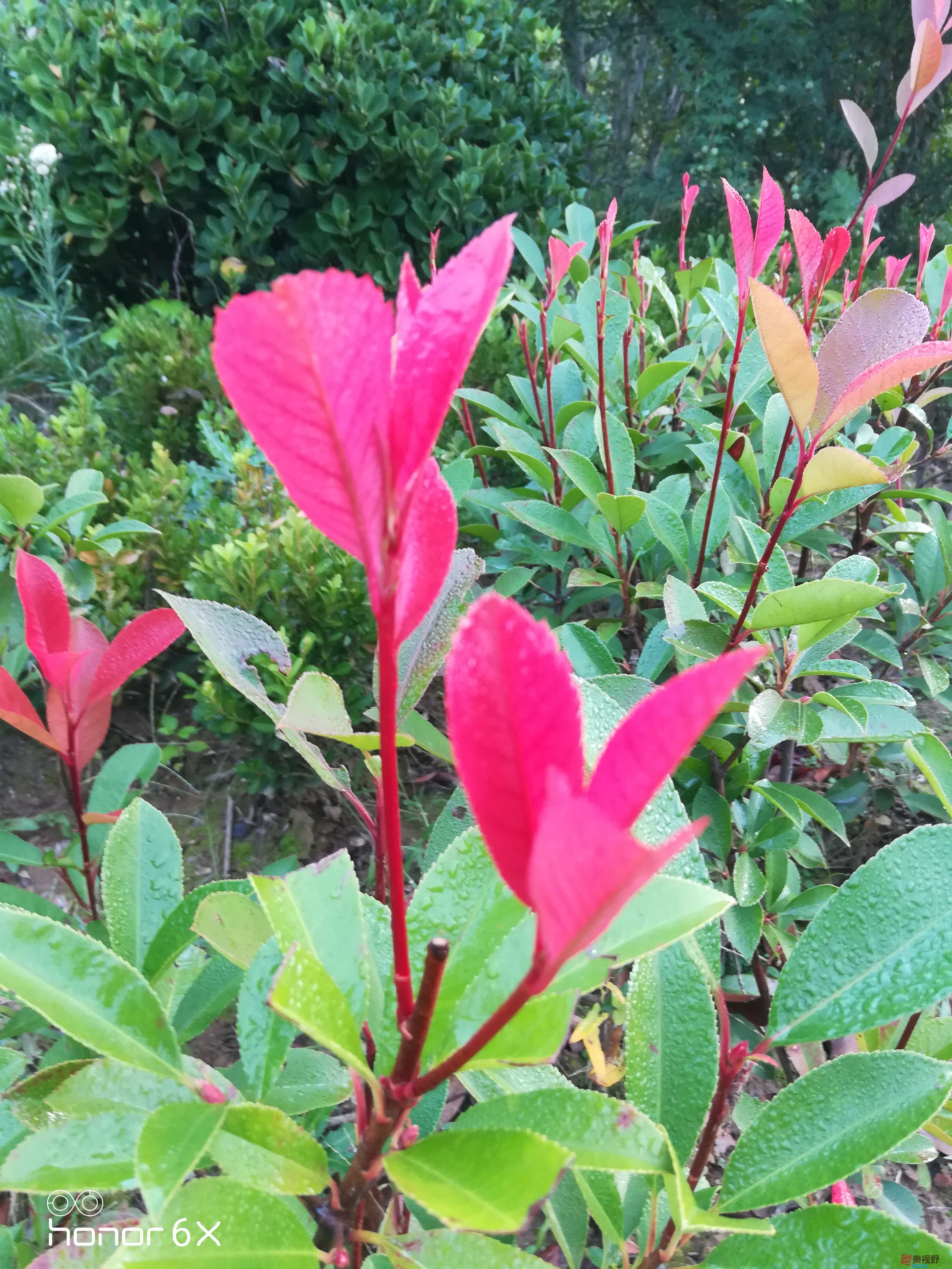 IMG_20190923_072946.jpg