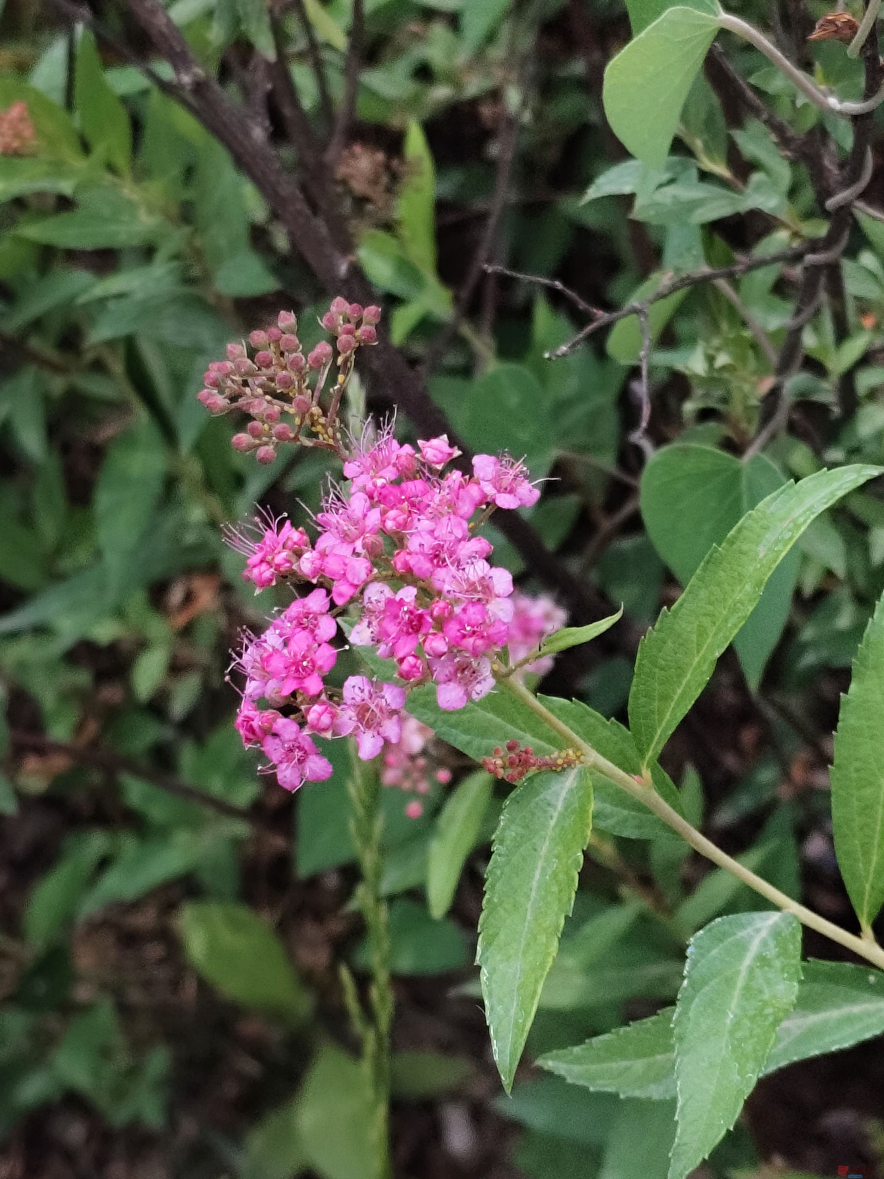 粉花绣线菊【摄影吕卫东】