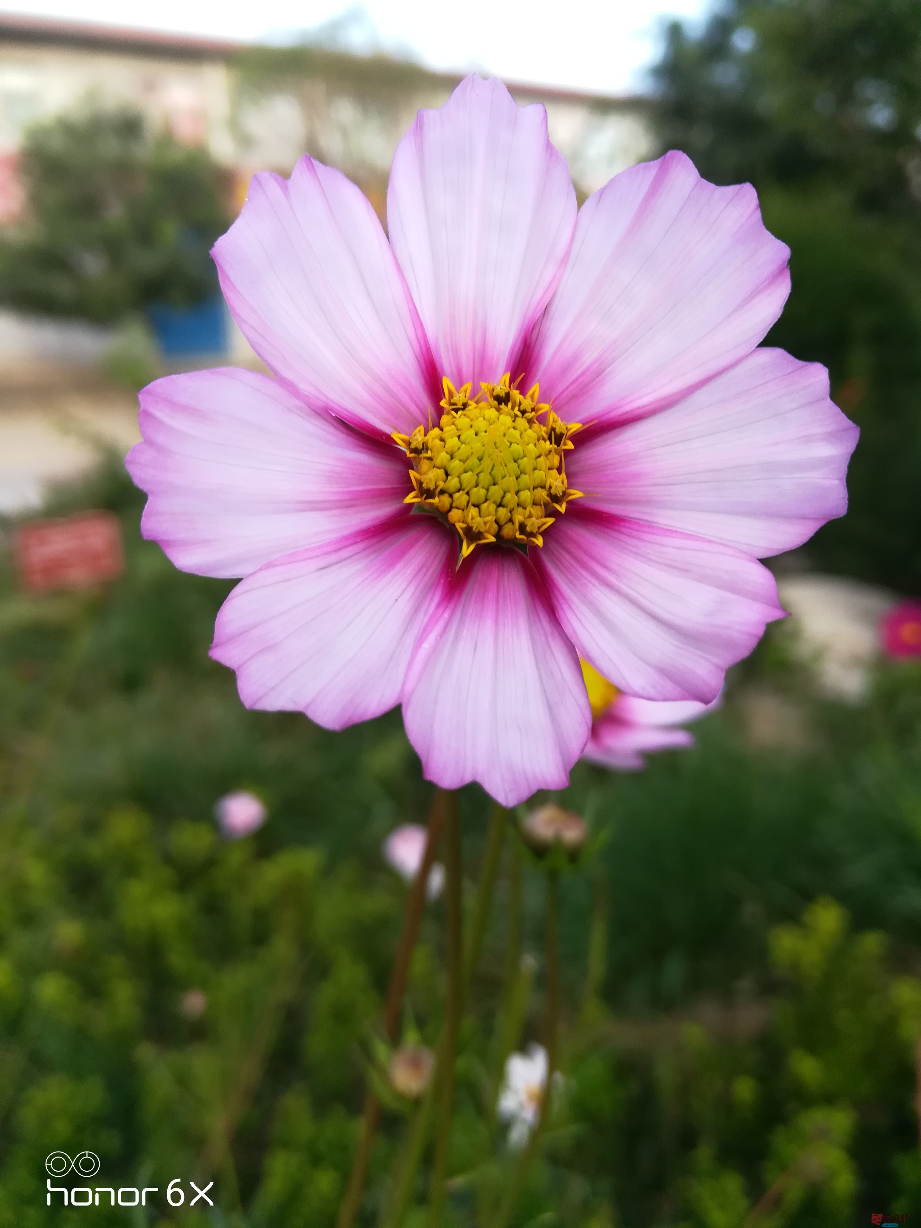 粉紫格桑花