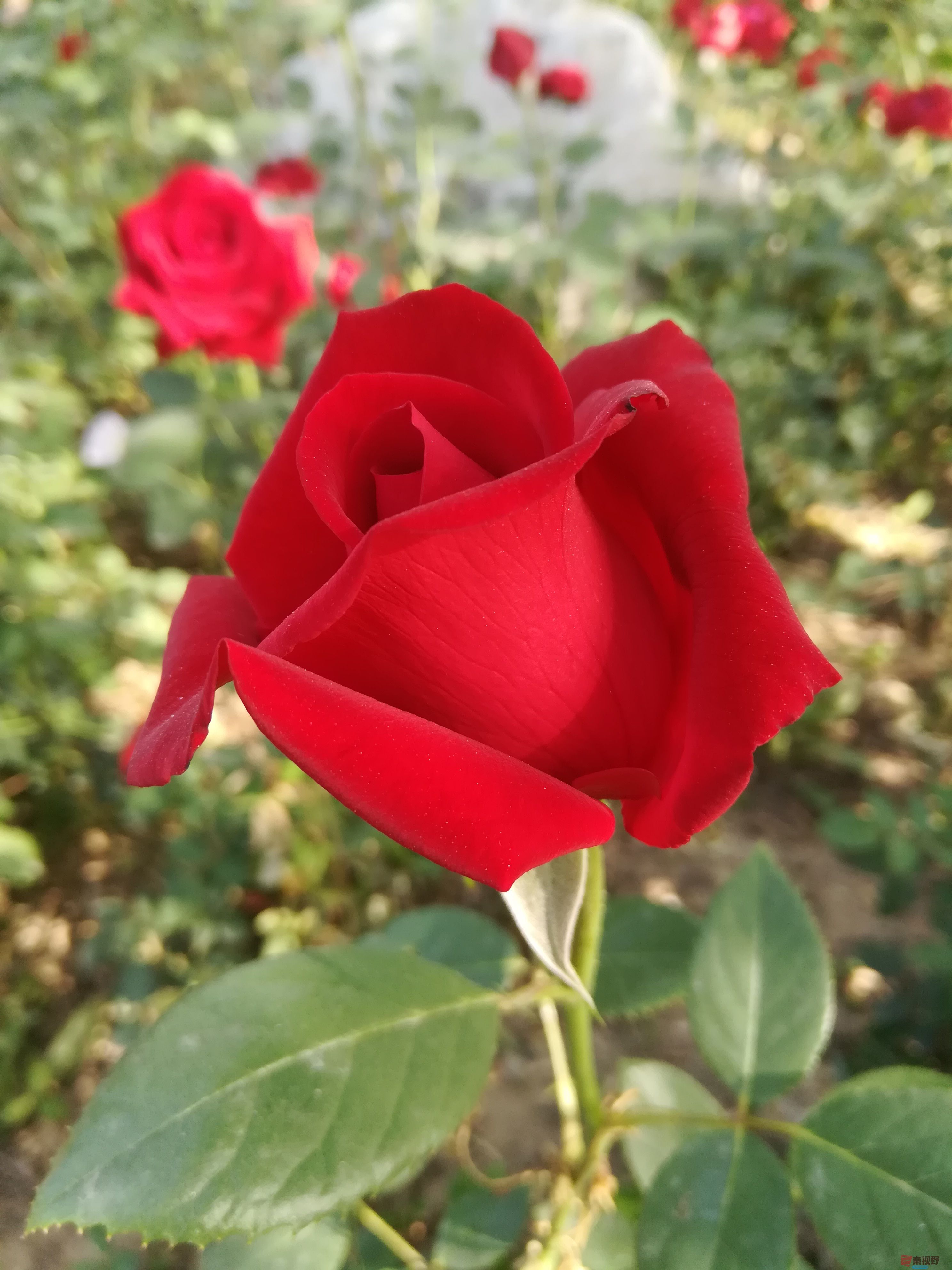 黄土塬上花儿红【摄影周春辉】