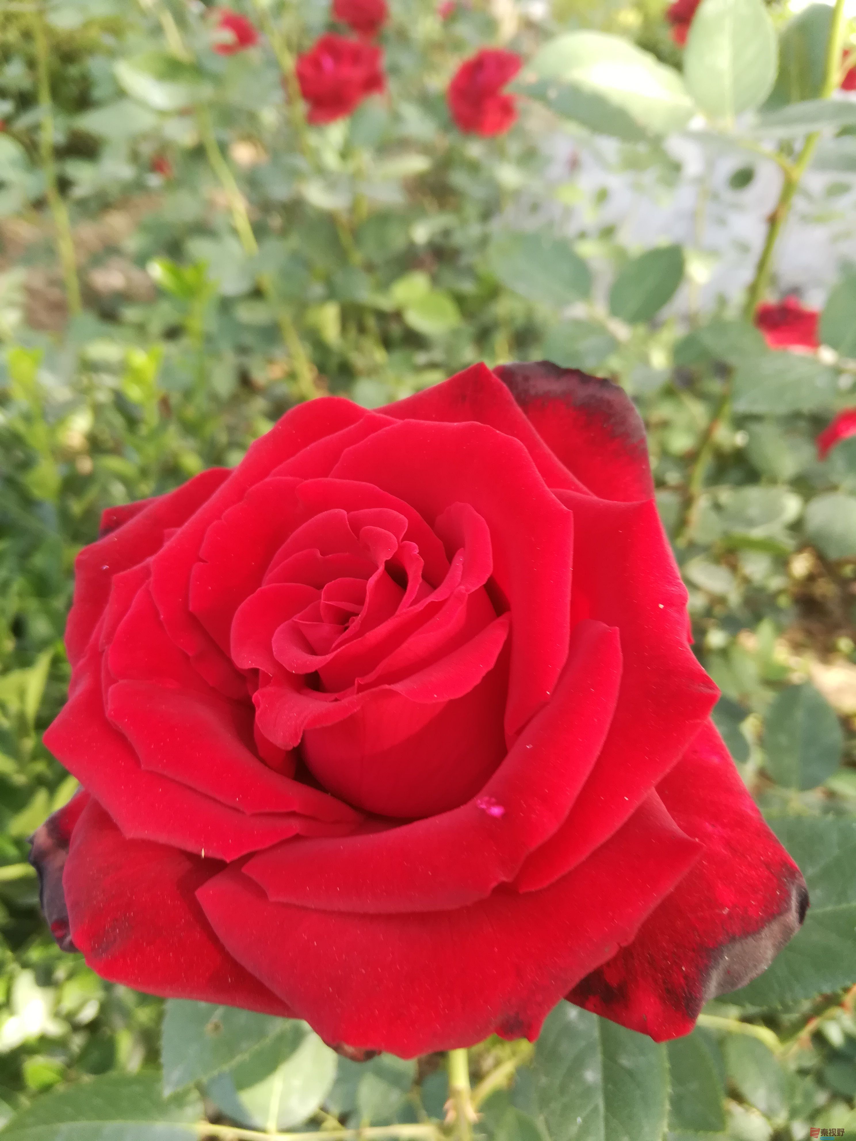 IMG_20190604_082244.jpg