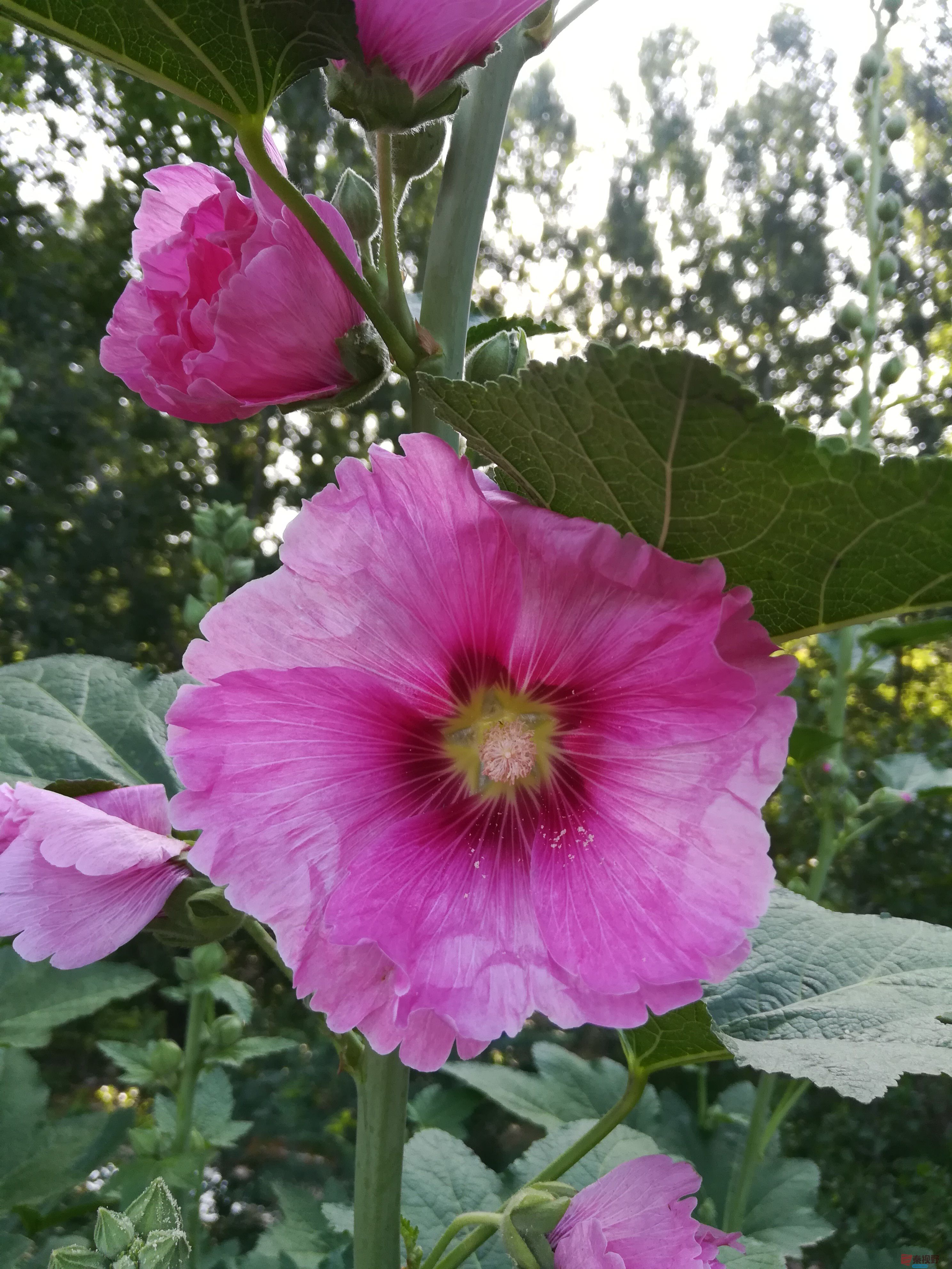 IMG_20190607_072712.jpg