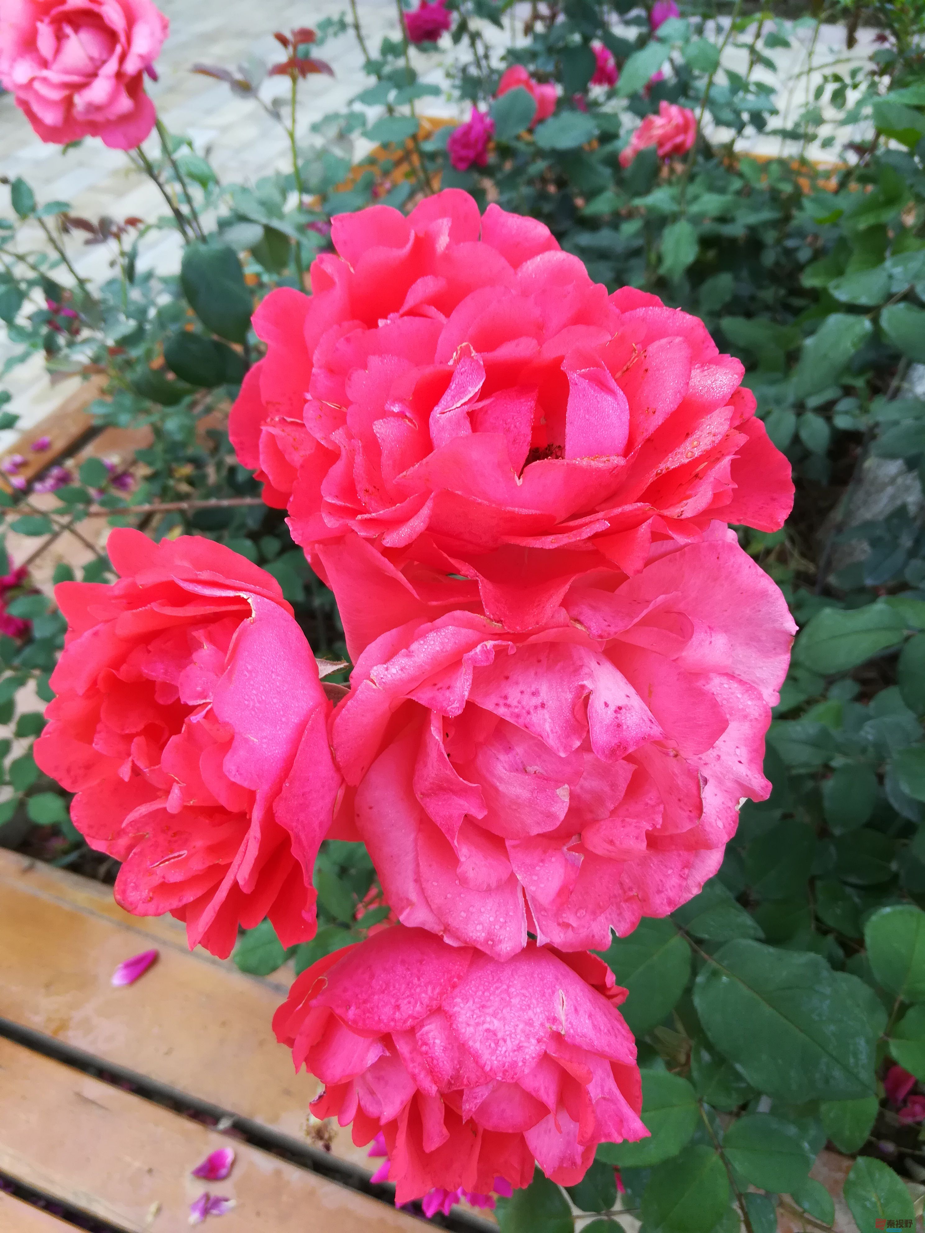 IMG_20190607_075737.jpg