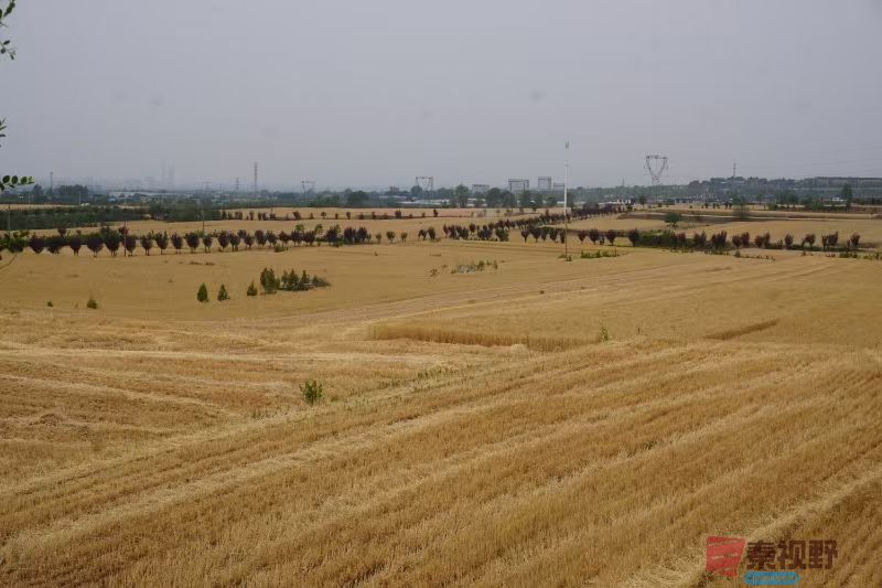 mmexport1748317846950.jpg