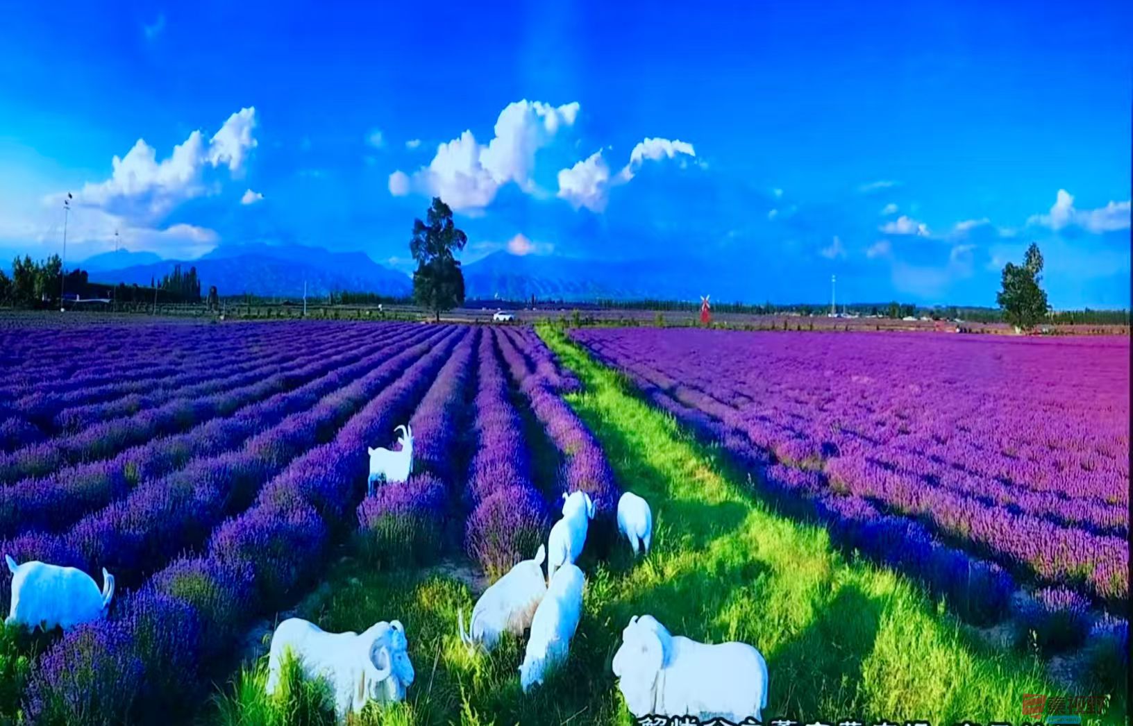 <strong>新疆伊犁哈萨克自治州霍城县薰衣草博物馆【摄影黄风升】</strong>