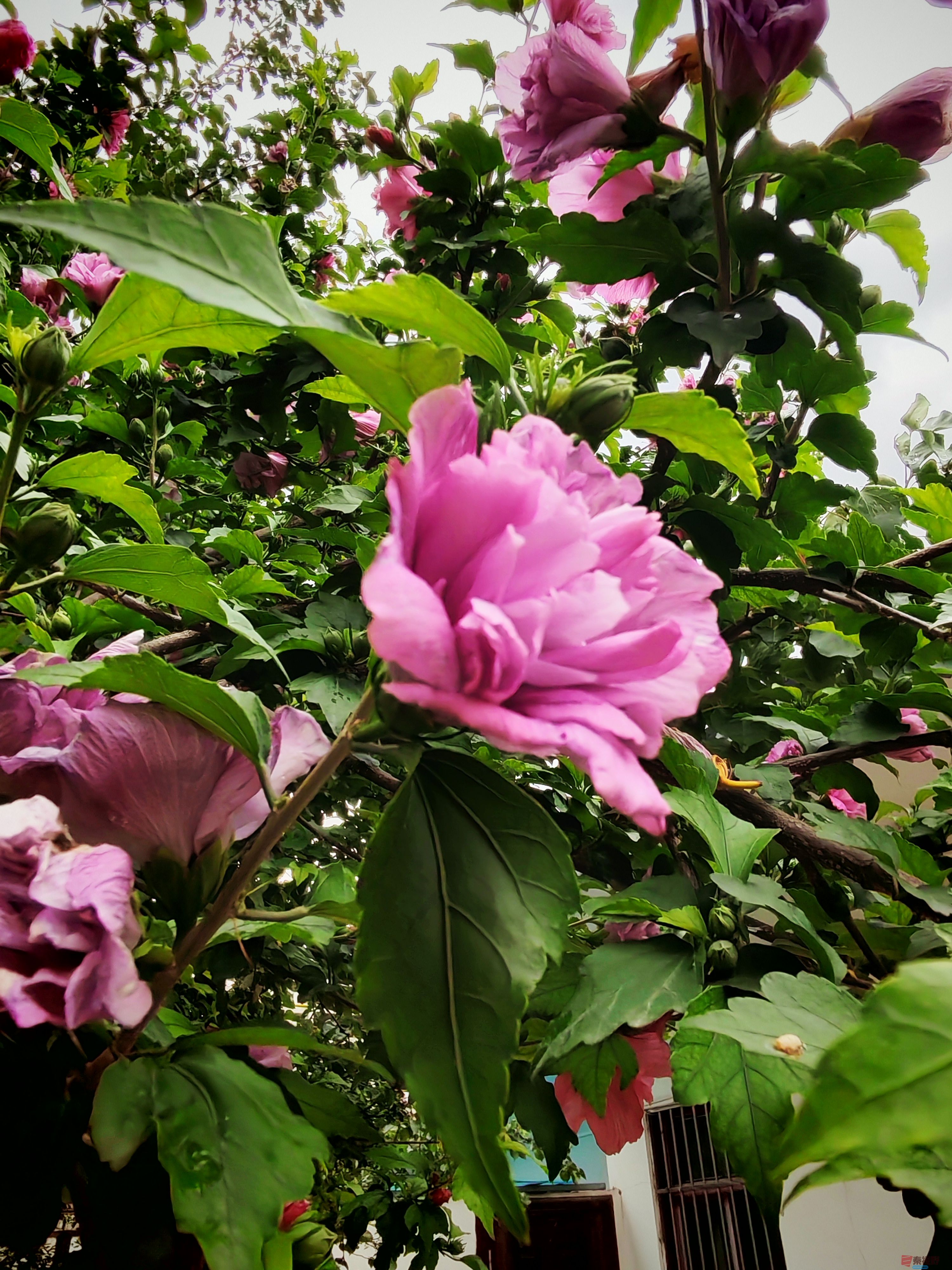 IMG_20250619_171558.jpg
