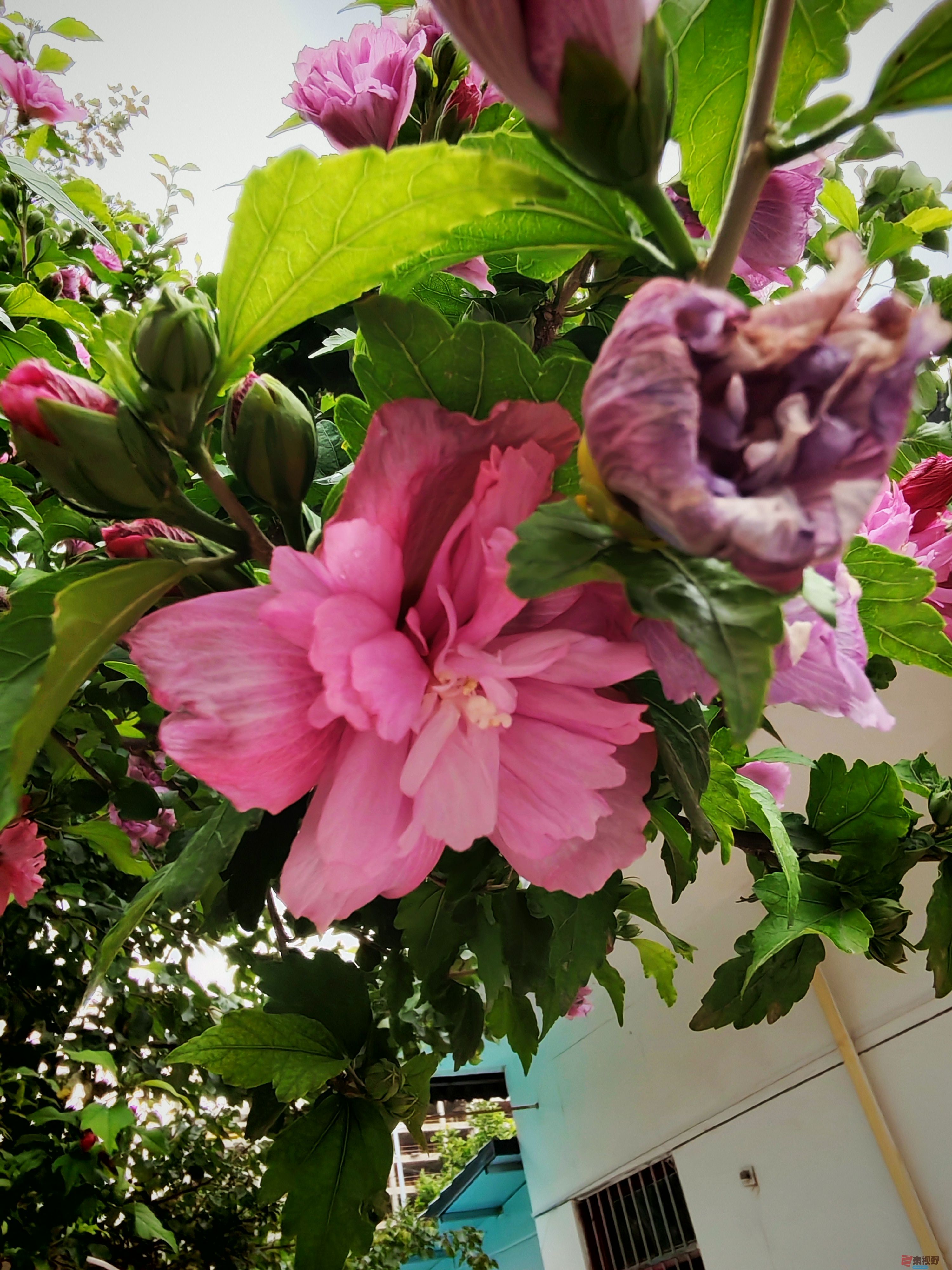 IMG_20250619_171605.jpg