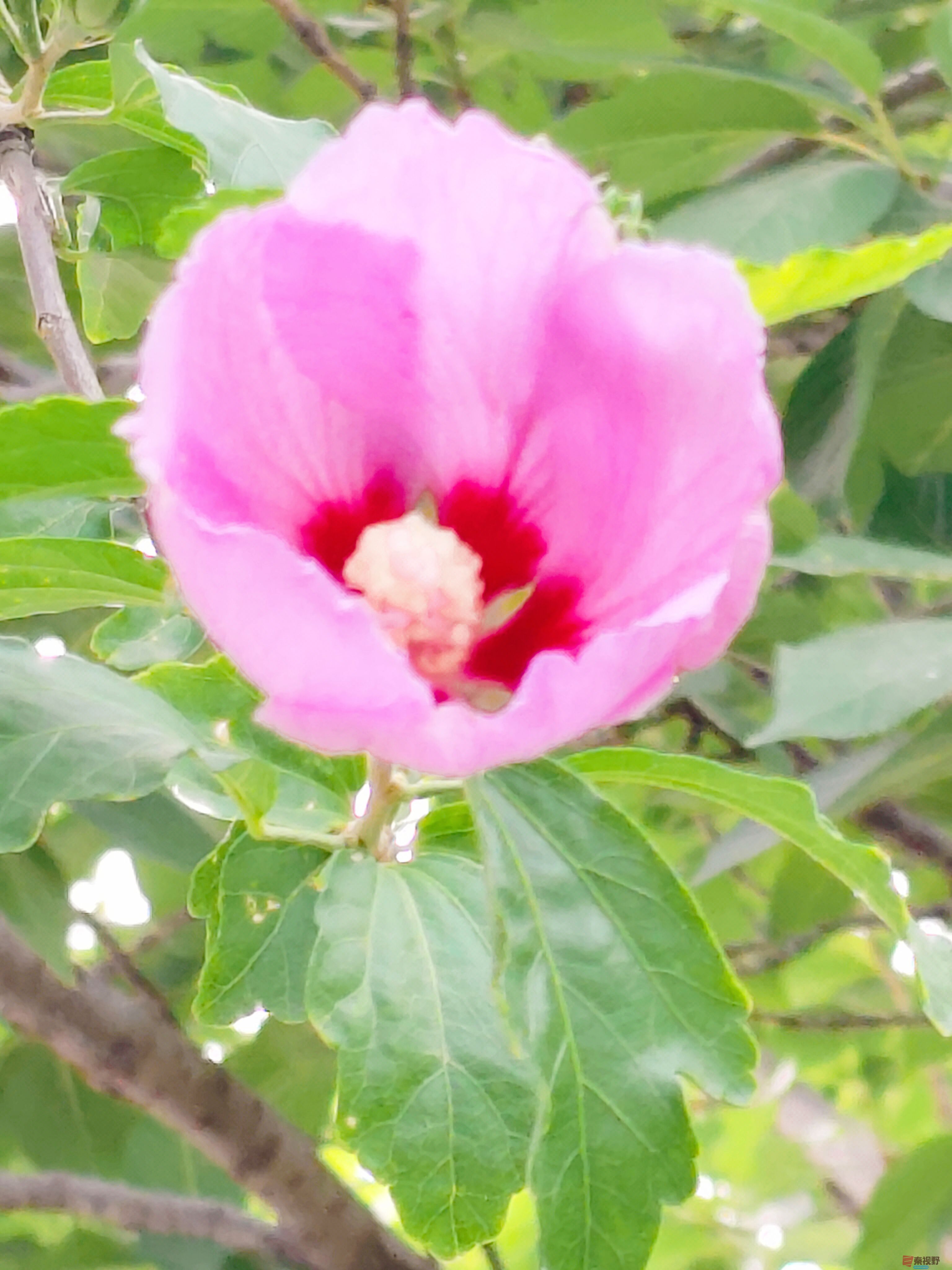 木槿花开满园香【摄影吕卫东】