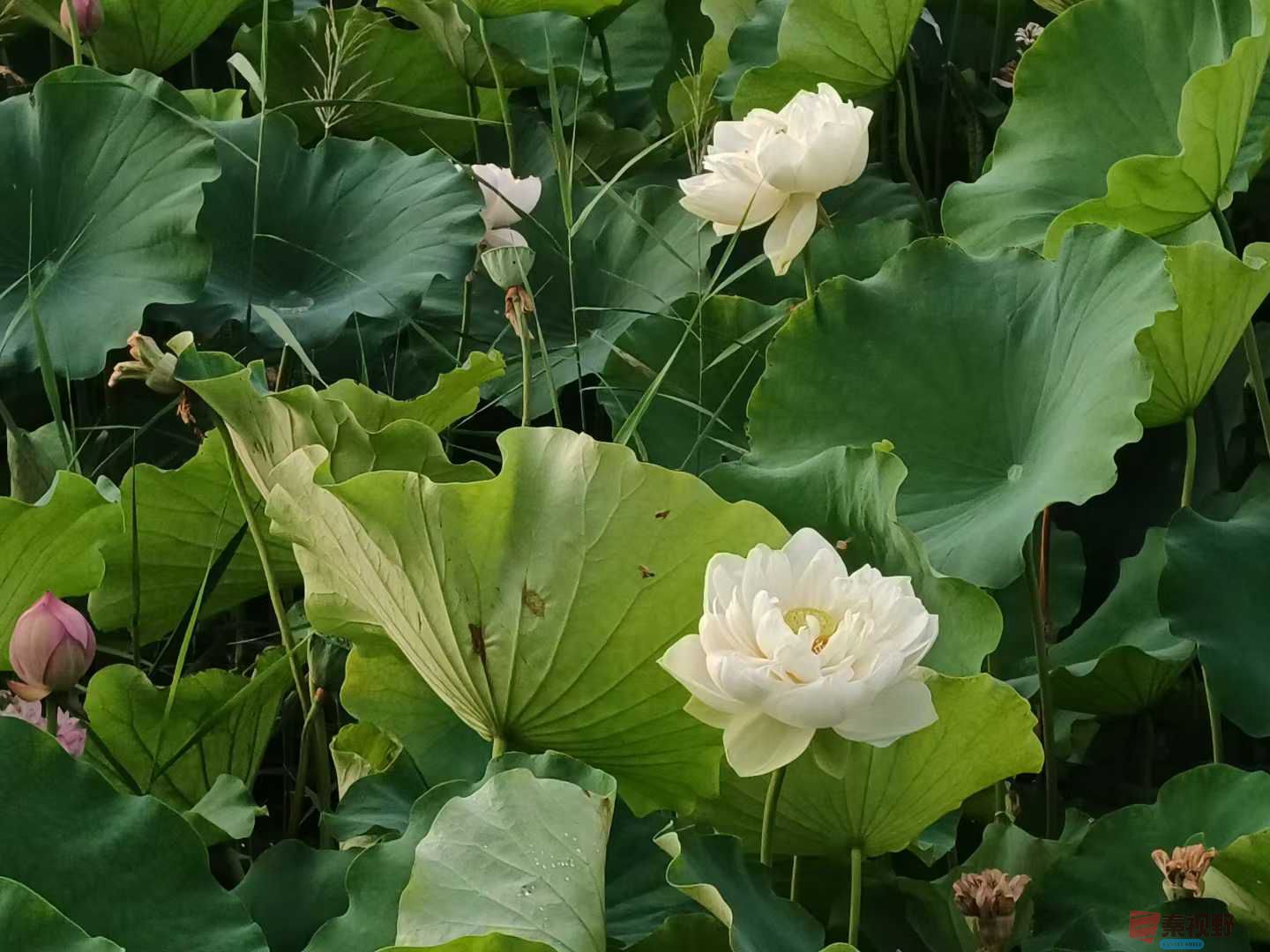 咸阳湖畔荷花开【摄影缑晓晓】