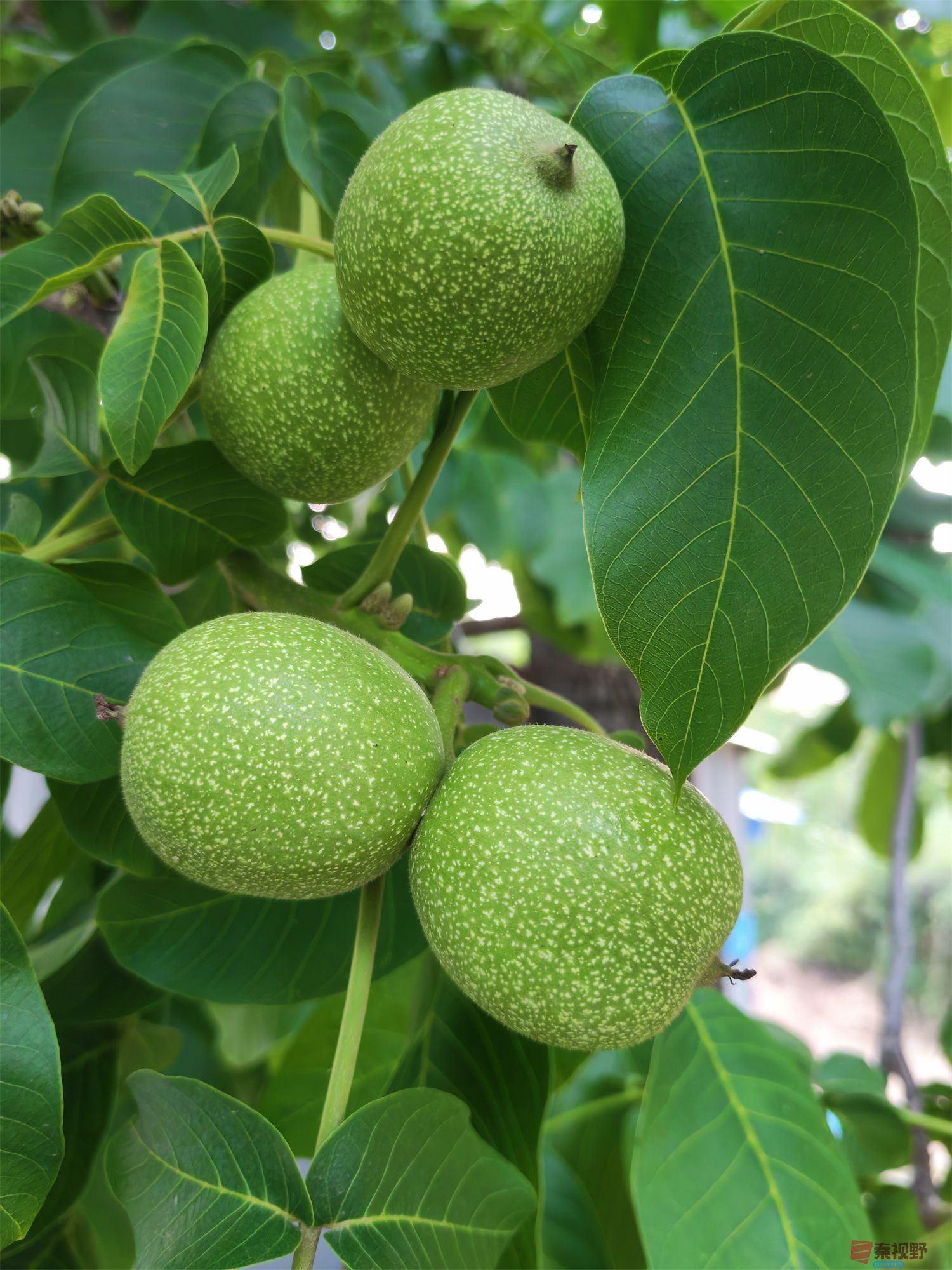 6月天的铜川常家河核桃，青涩而稚嫩，秋天一定大丰收【摄影周春