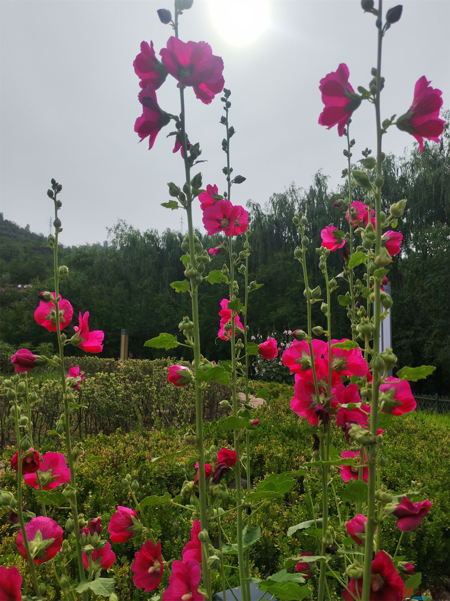 压缩IMG_20250623_175221 (45).jpg