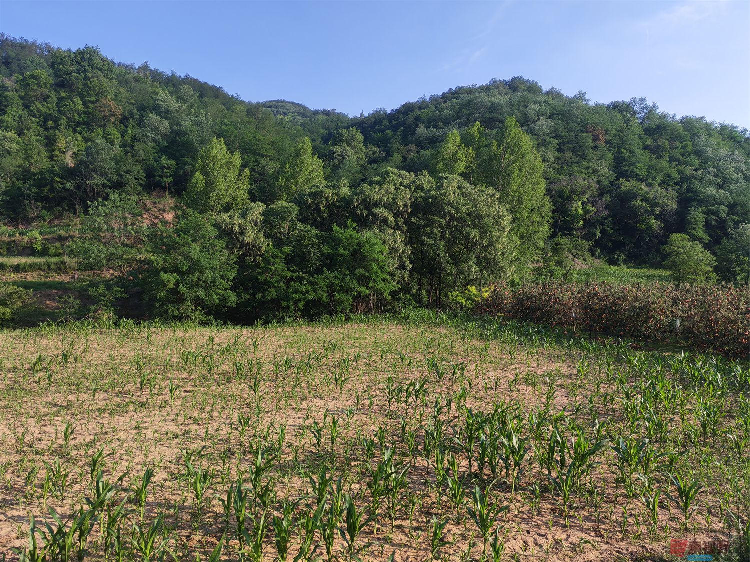 压缩IMG_20250623_175221 (2).jpg