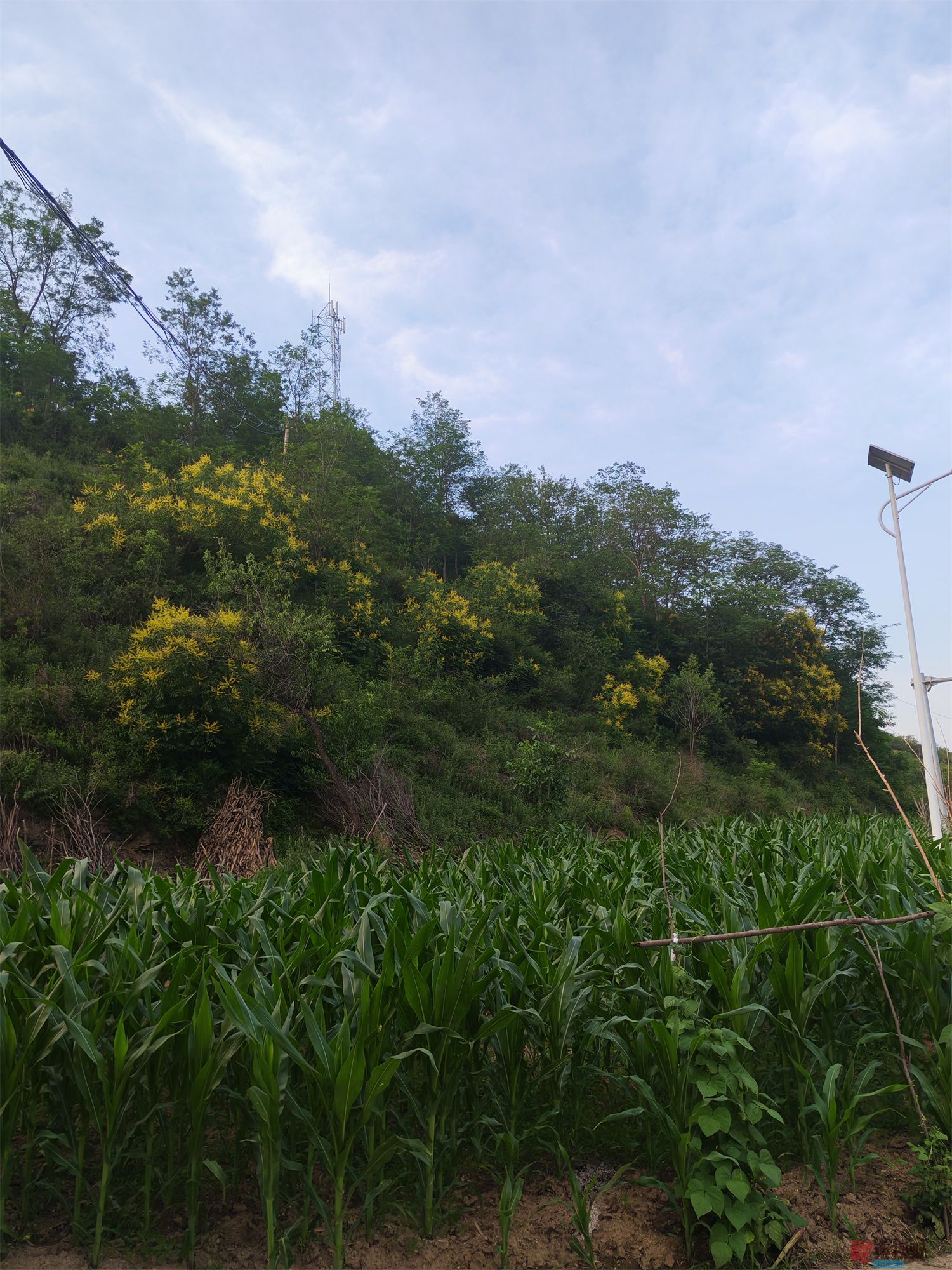 压缩IMG_20250623_175221 (31).jpg