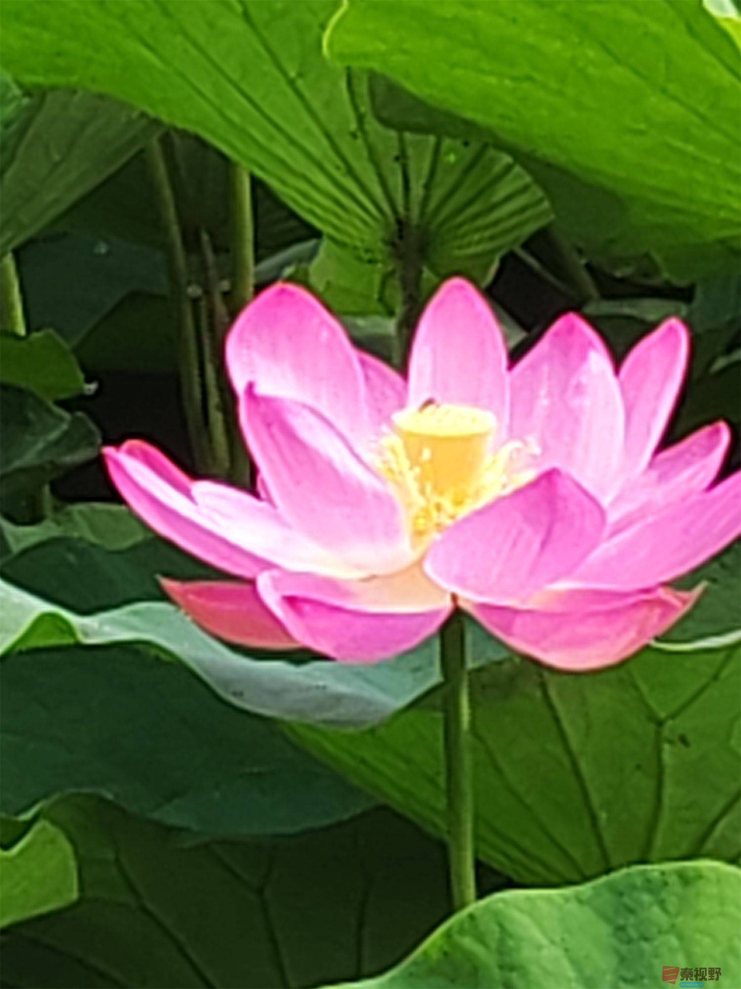 铜川王家河小公园的荷花(1)【手机摄影周春辉】