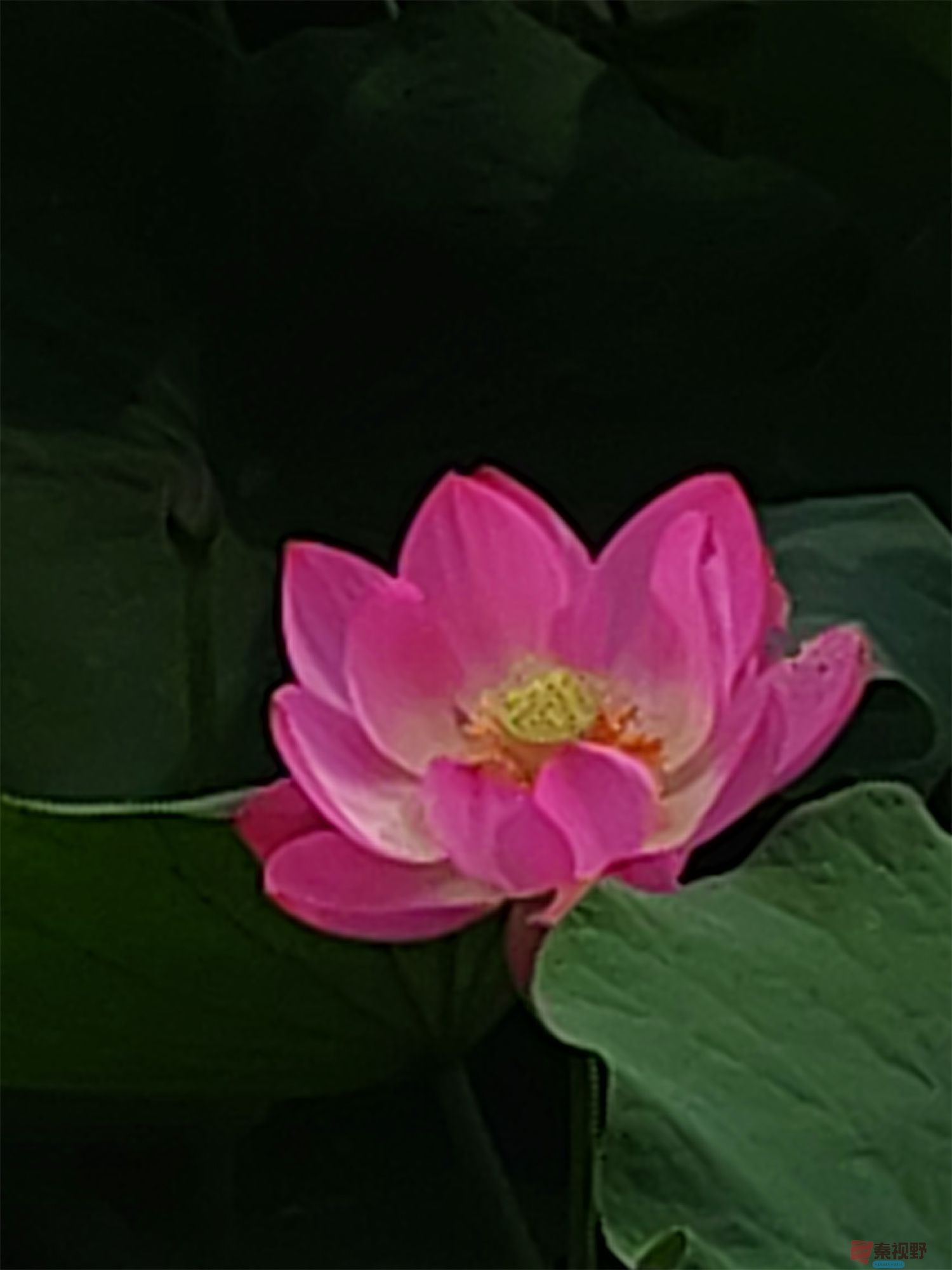 铜川王家河小公园的荷花(2)【手机摄影周春辉】