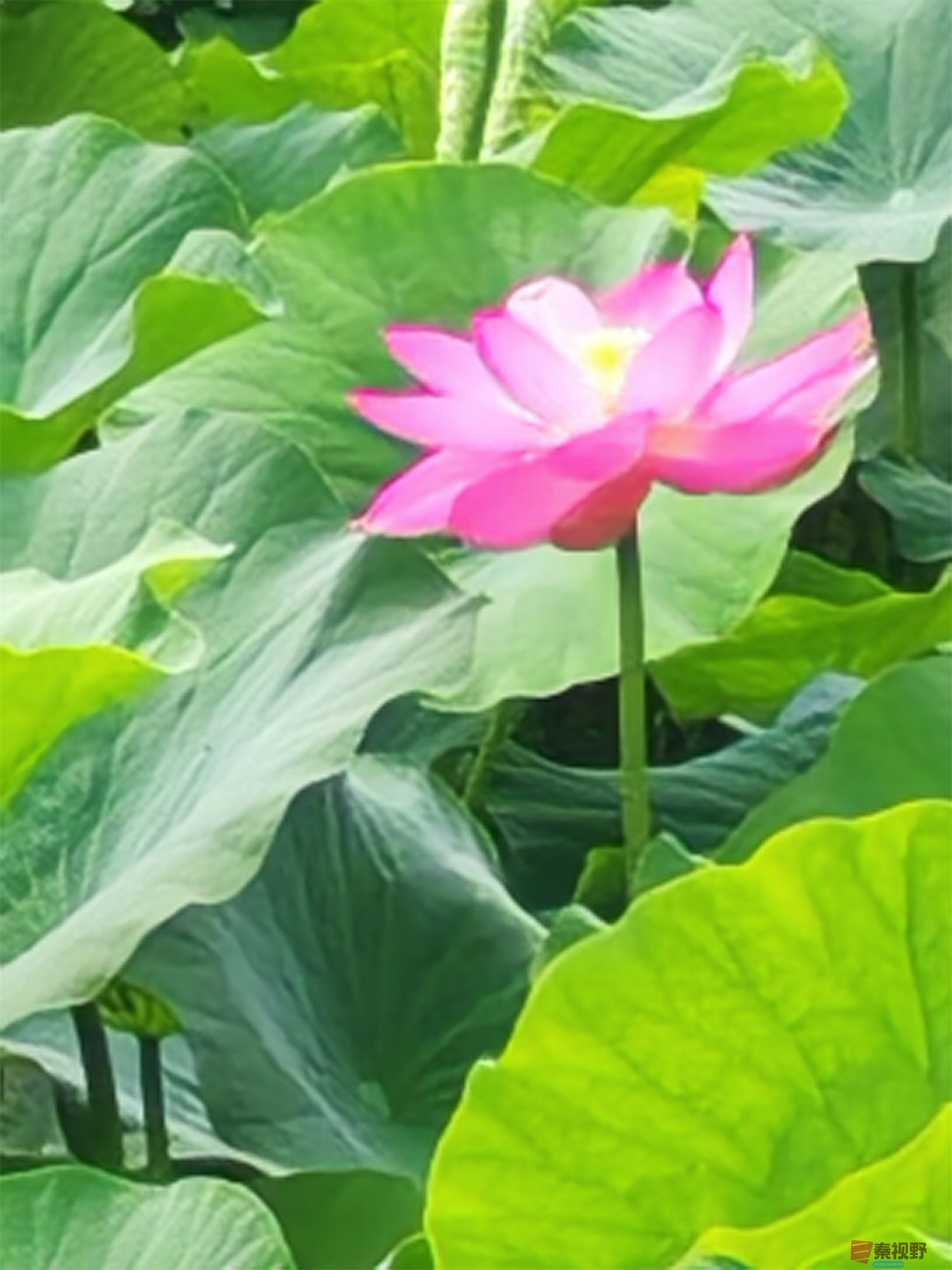 铜川王家河小公园的荷花(4)【手机摄影周春辉】