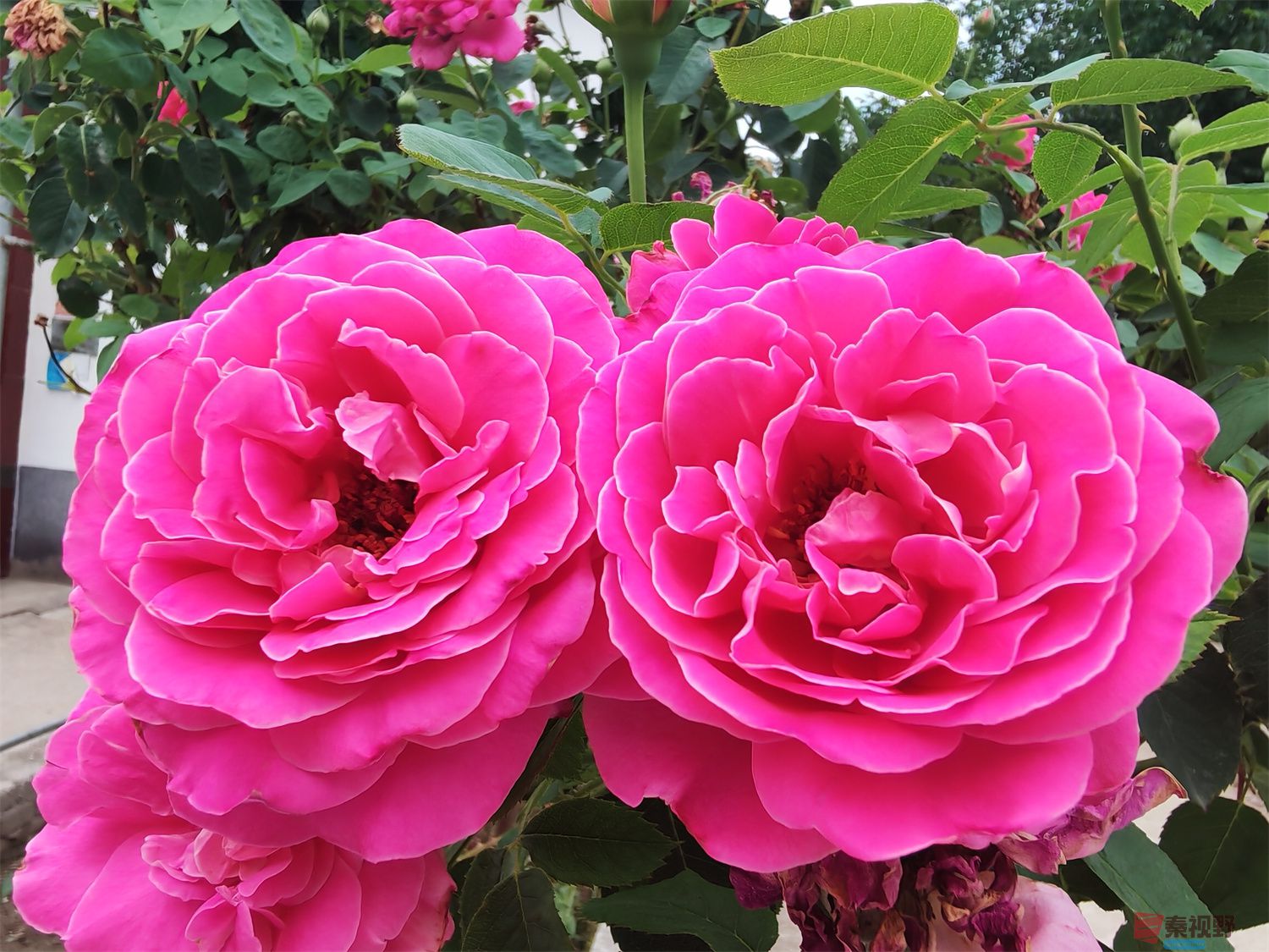 <strong>娇艳的月季花【手机摄影周春辉】</strong>