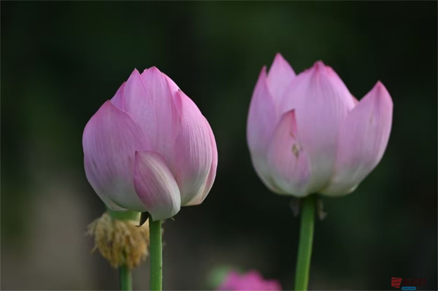 <strong>西安桃花潭的荷花（1）【摄影罗文海】</strong>