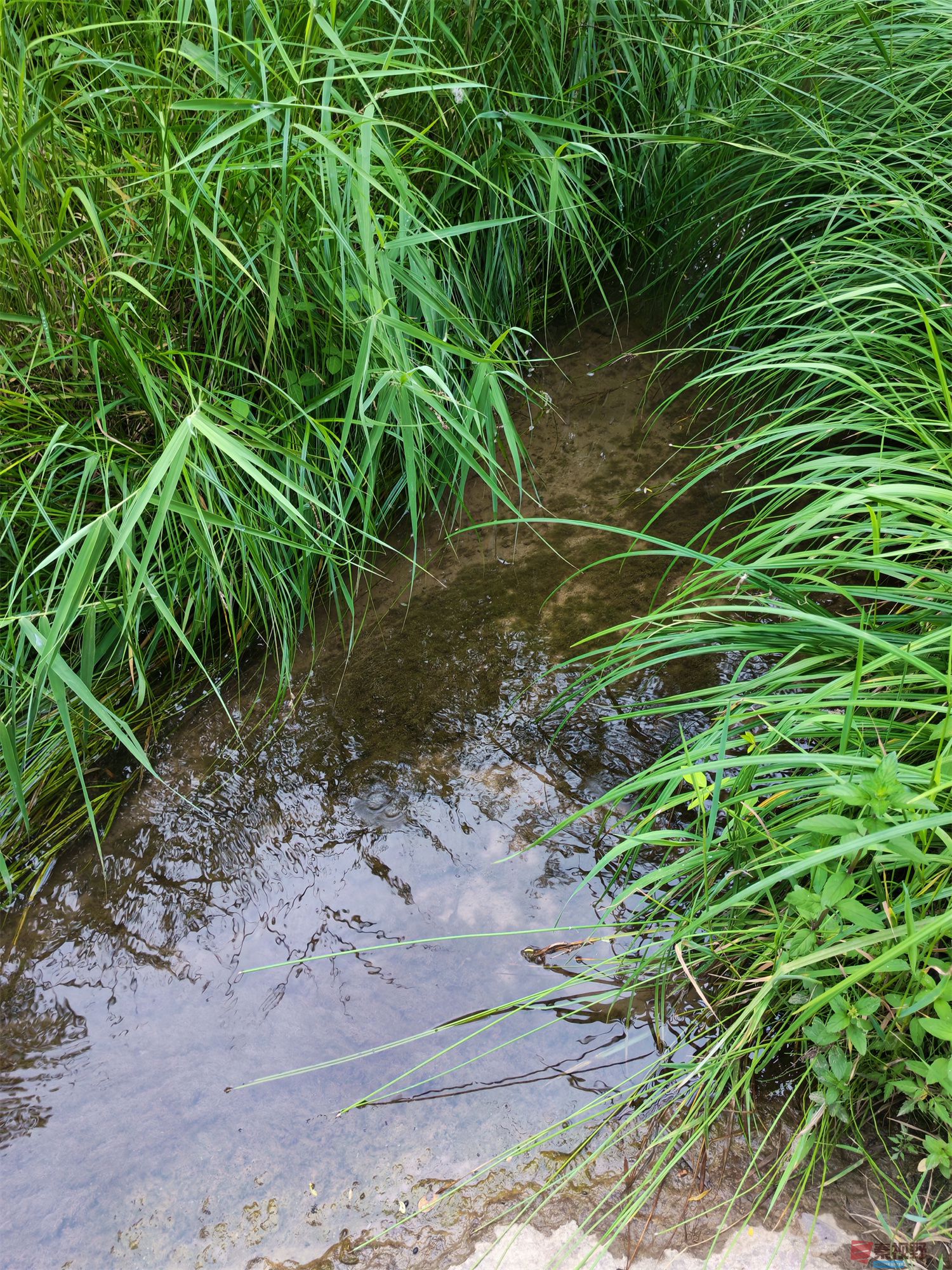 铜川耀州区石柱镇郑家河的风景（2）拍【手机随拍周春辉】