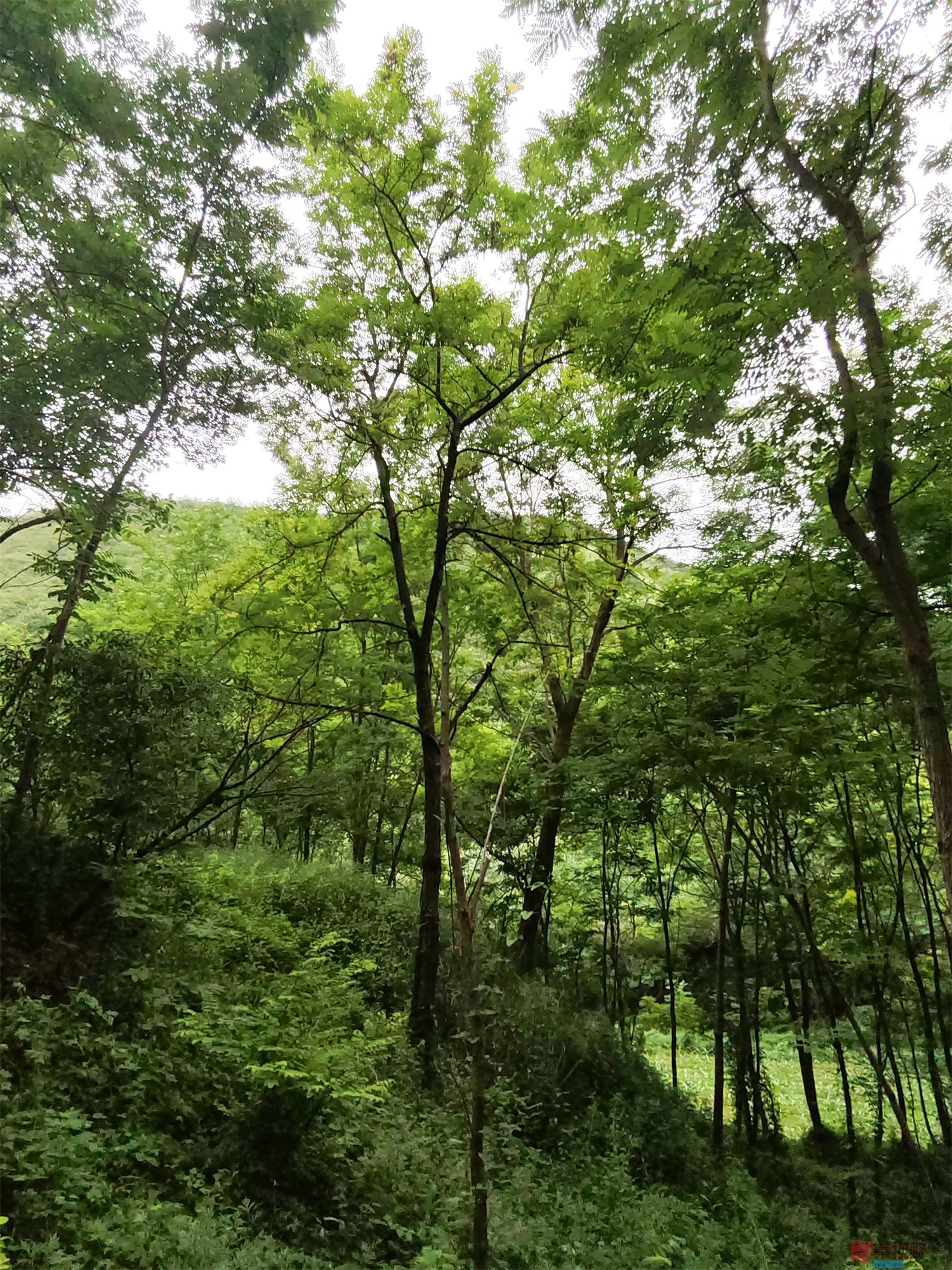 IMG_20250625_182226压缩 (38).jpg