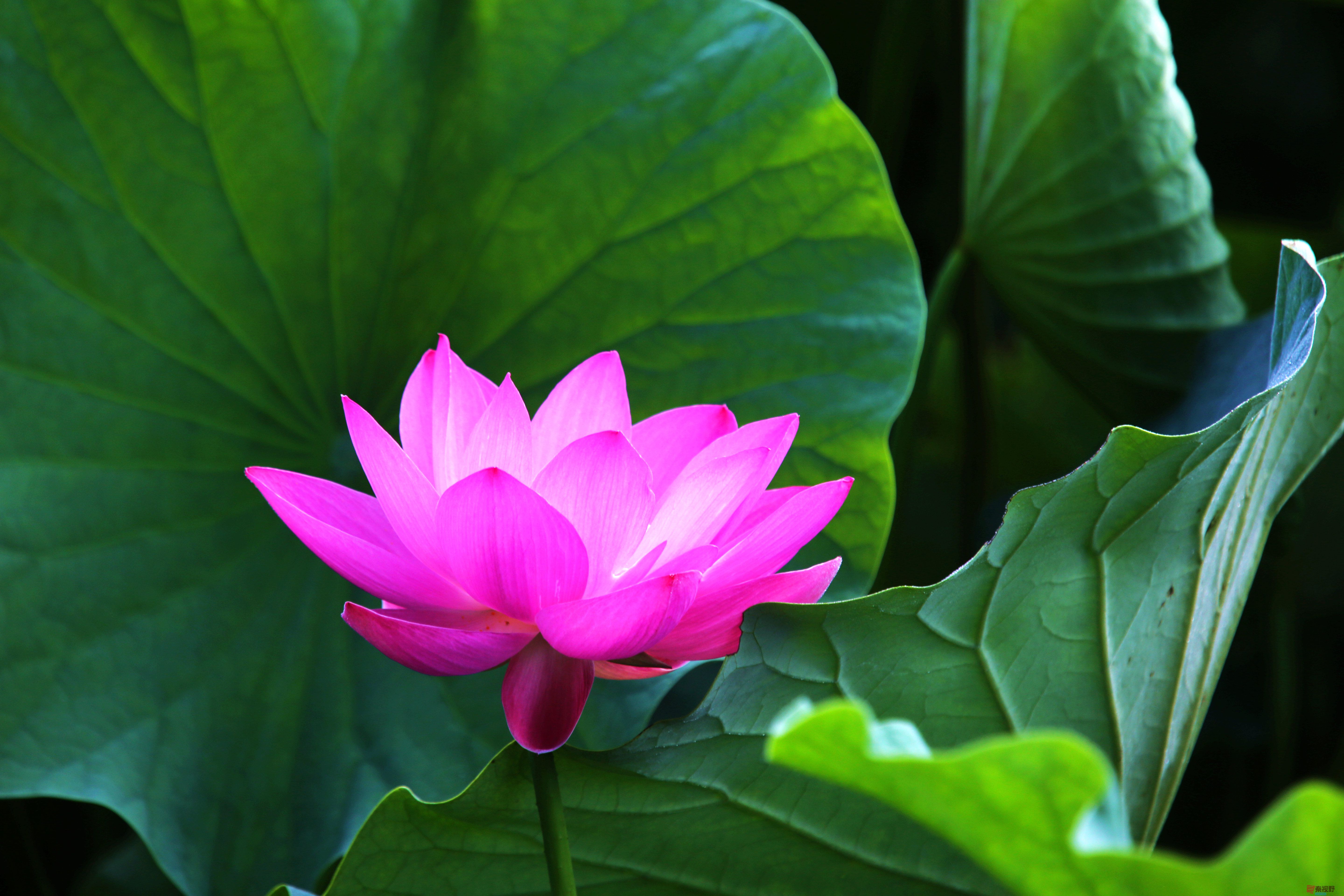 铜川王家河的荷花【摄影吕炳全】