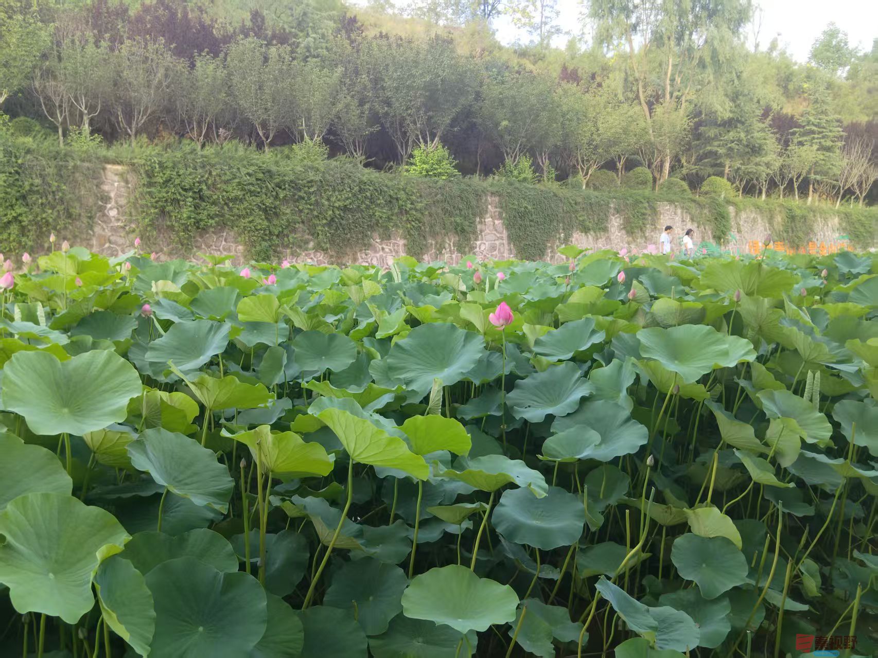 铜川王家河的荷花【摄影王有贵】