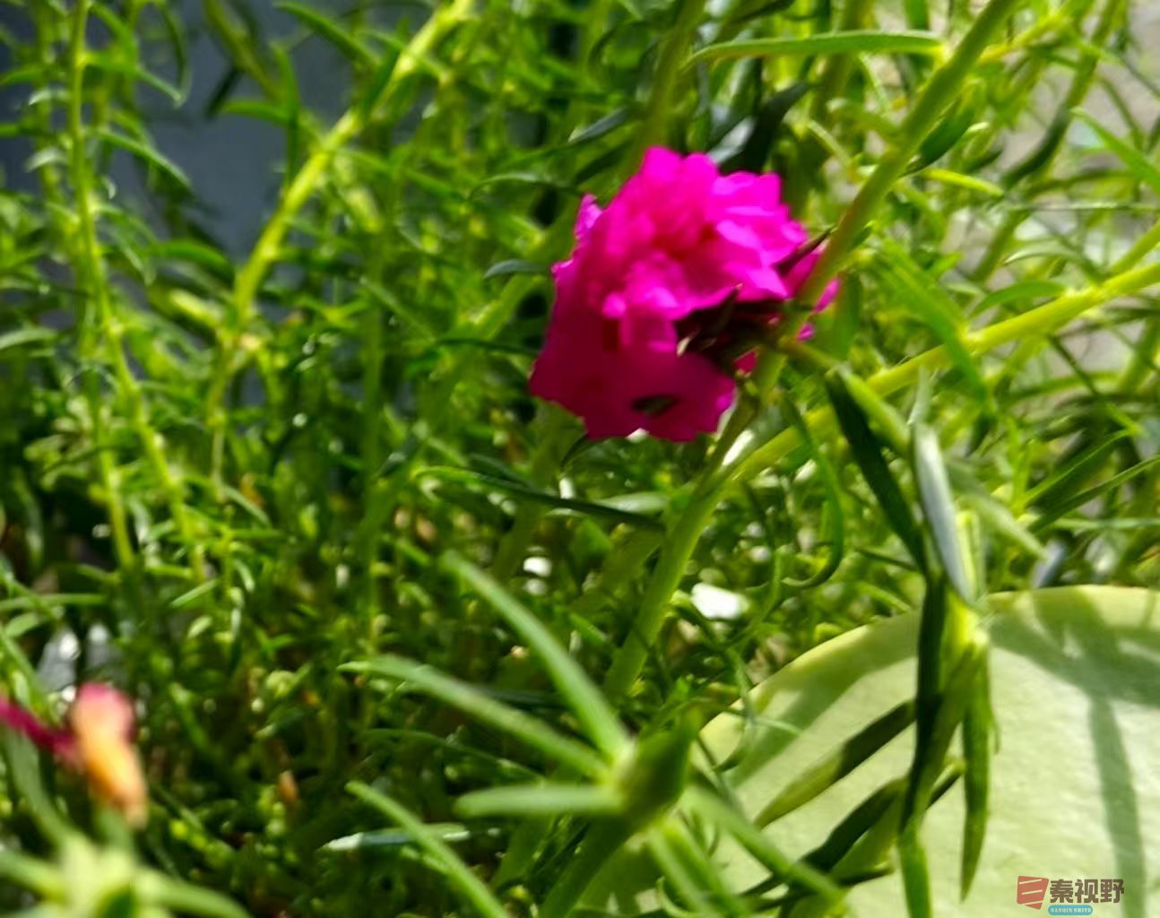 王彦娣_20250715151937 (11).jpg