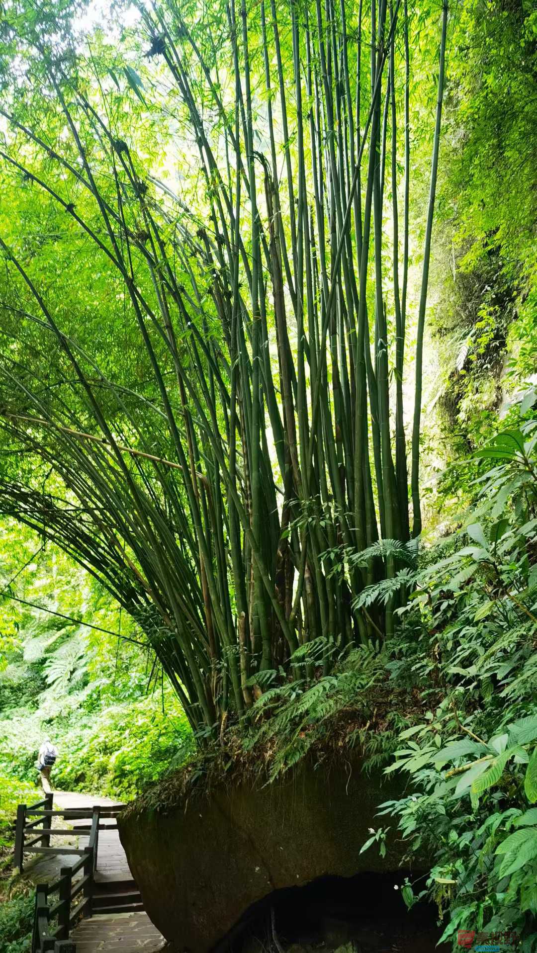 马世国_2025-09-28_092132_548 (5).jpg