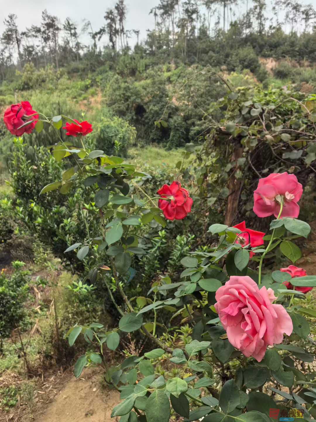 王子文_2025-10-14_191115_735 (7).jpg