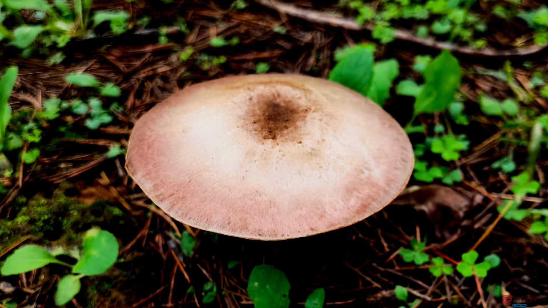 马世国1_2025-10-18_215928_398 (3).jpg