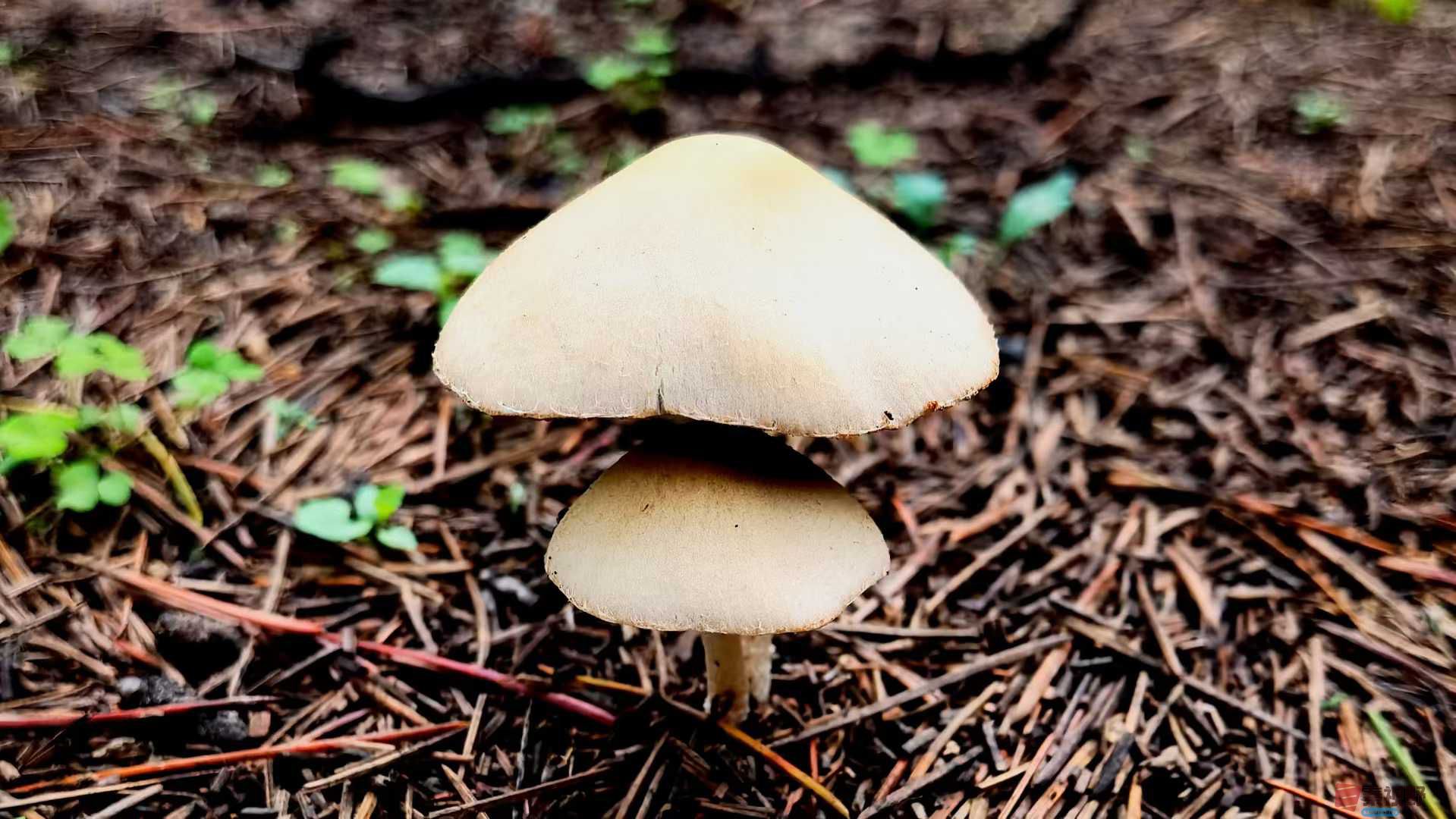 马世国1_2025-10-18_215928_398 (4).jpg