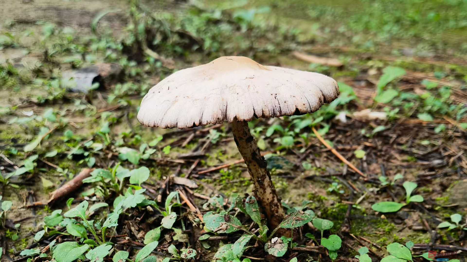 马世国1_2025-10-18_215928_398 (6).jpg