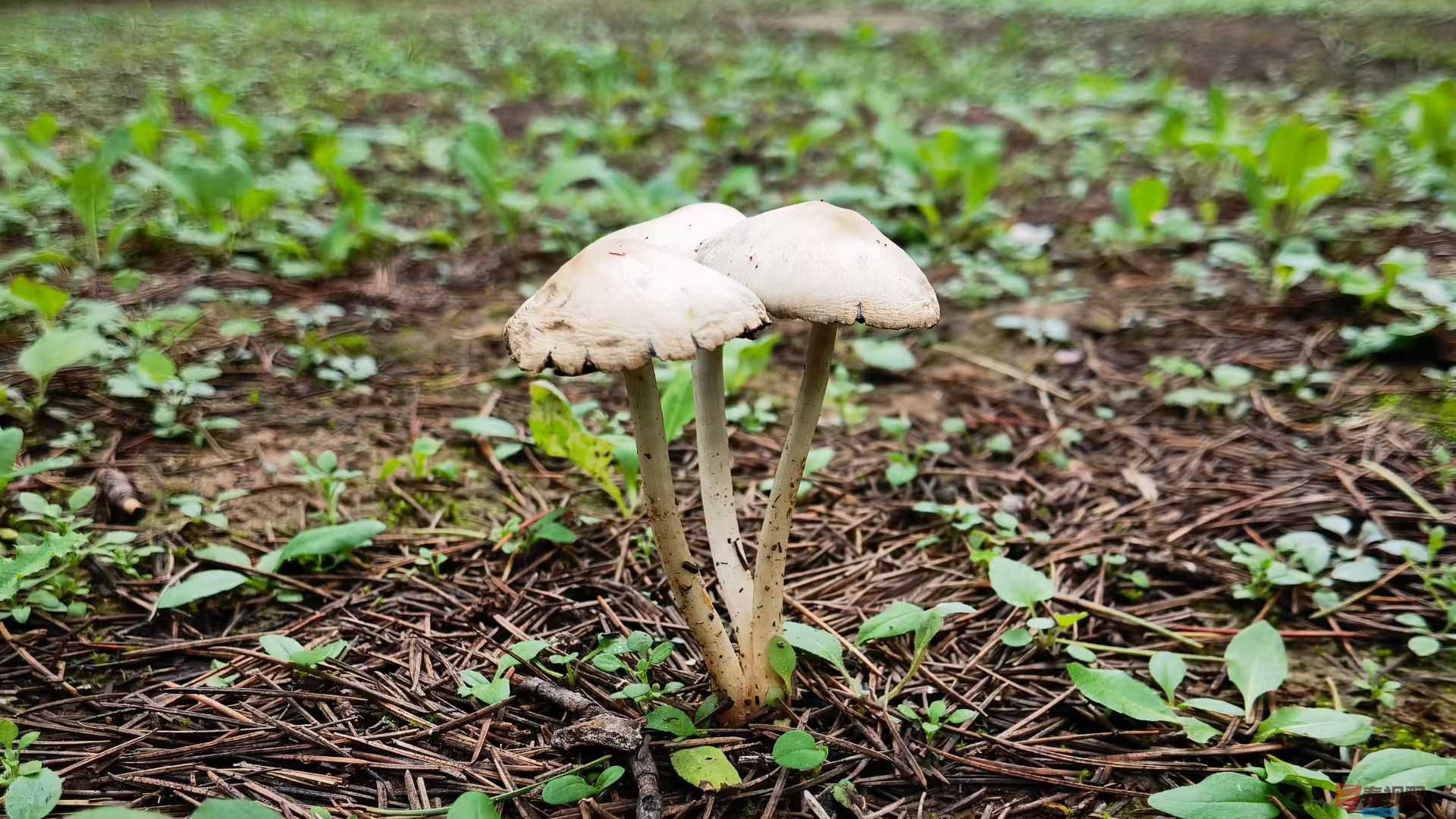 马世国1_2025-10-18_215928_398 (8).jpg