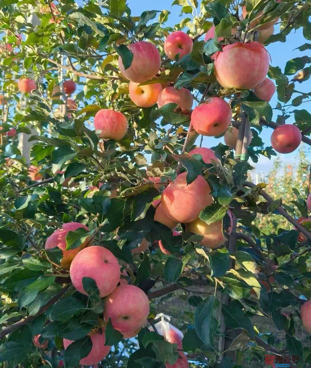 柴岁书20251019 (2).jpg