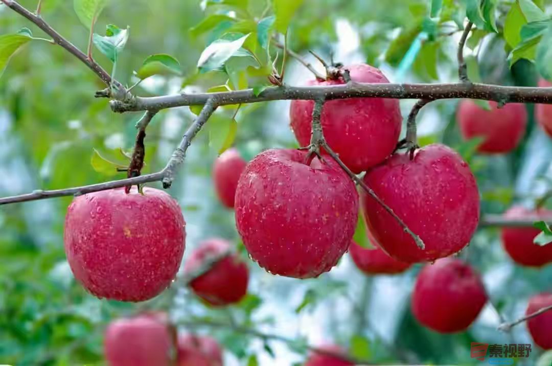 <strong>铜川耀州小丘今年苹果大丰收（1）【摄影柴岁书】</strong>