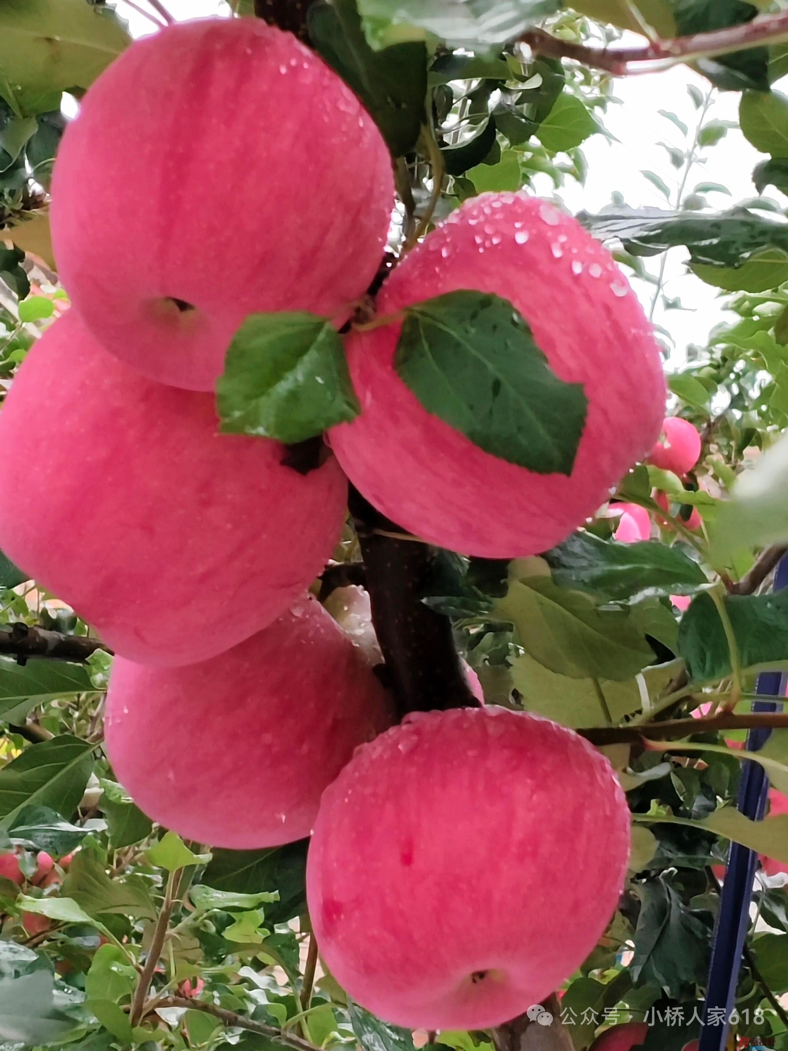 柴岁书20251019 (10).jpg