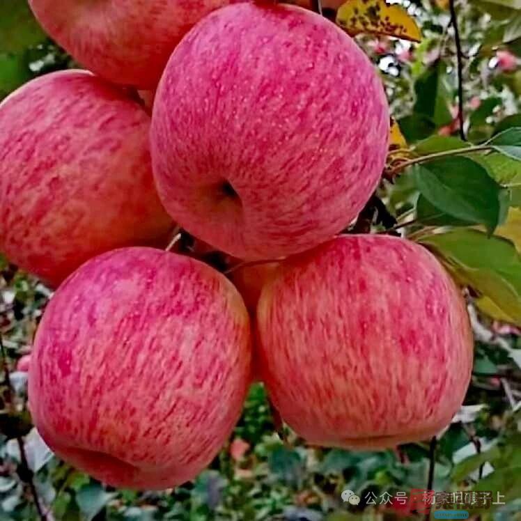 柴岁书20251019 (13).jpg