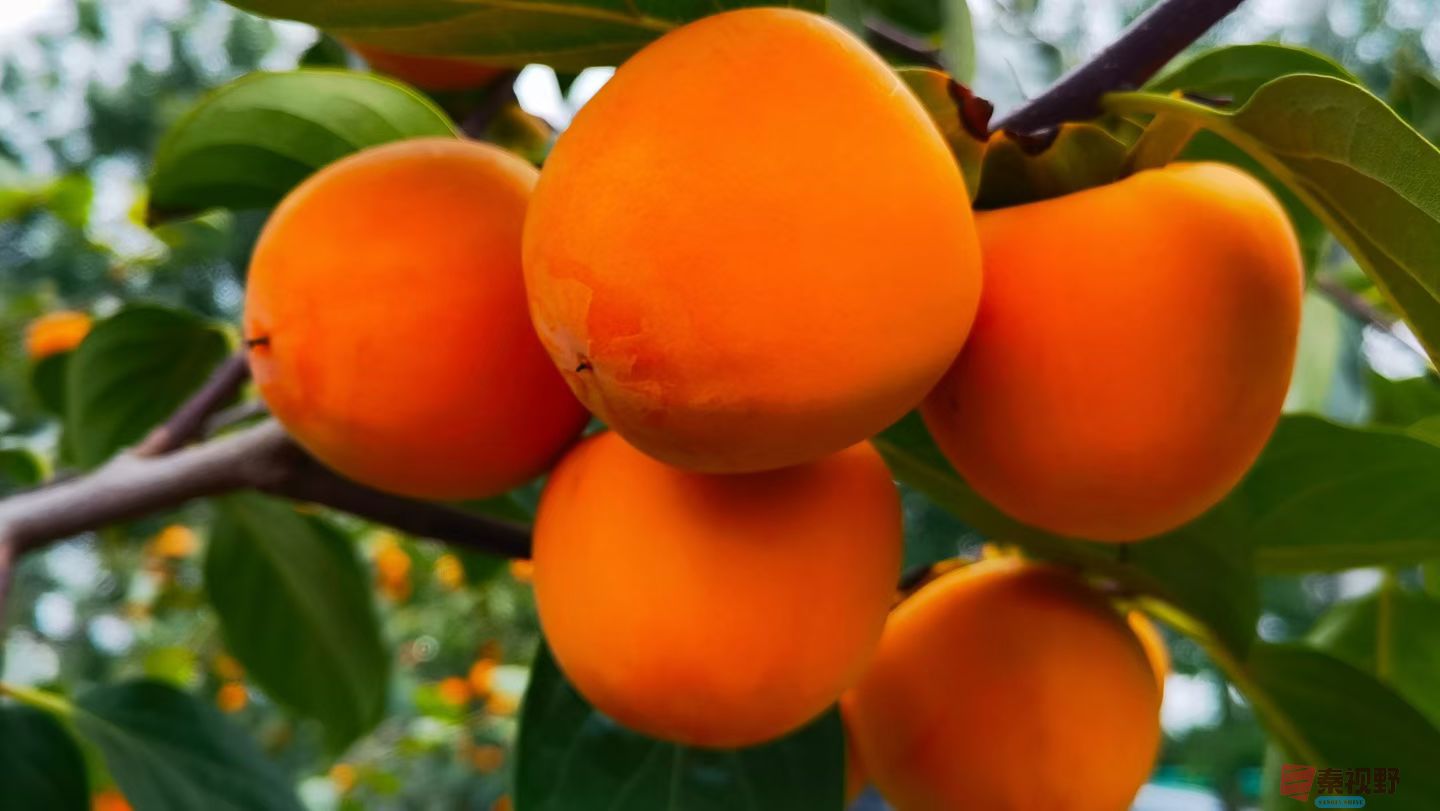 柿子园的柿子真诱人【摄影马世国】