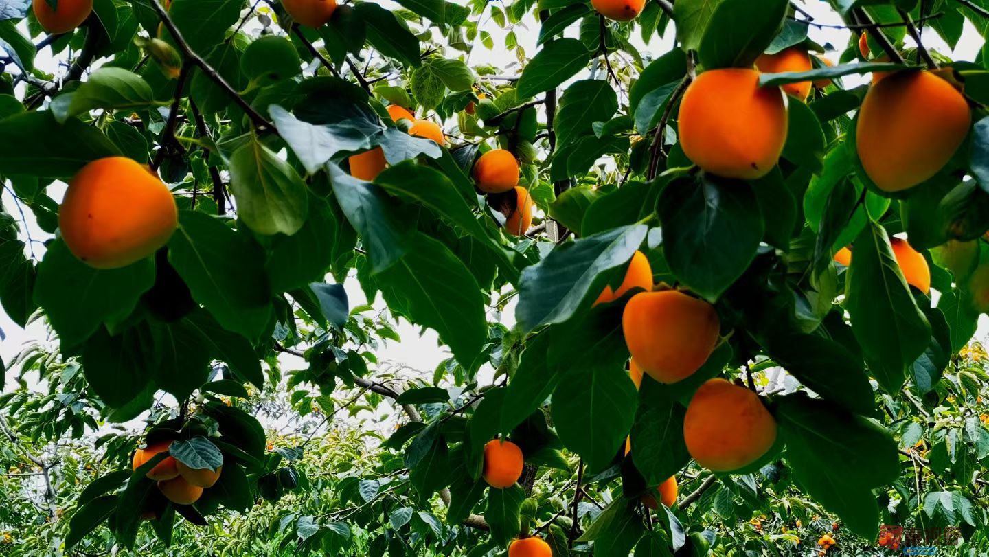 马世国20251019 (1).jpg