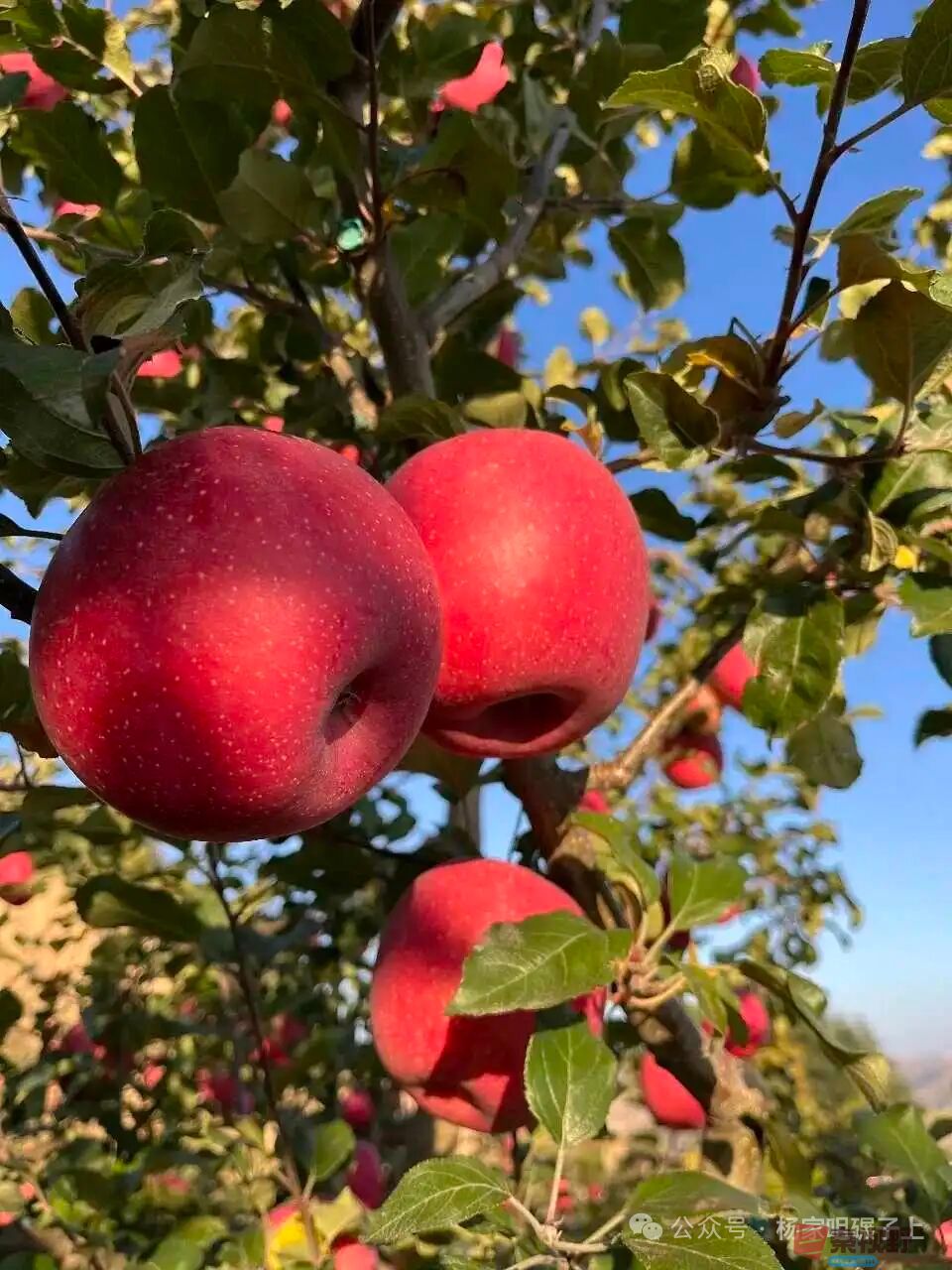 柴岁书20251019 (16).jpg