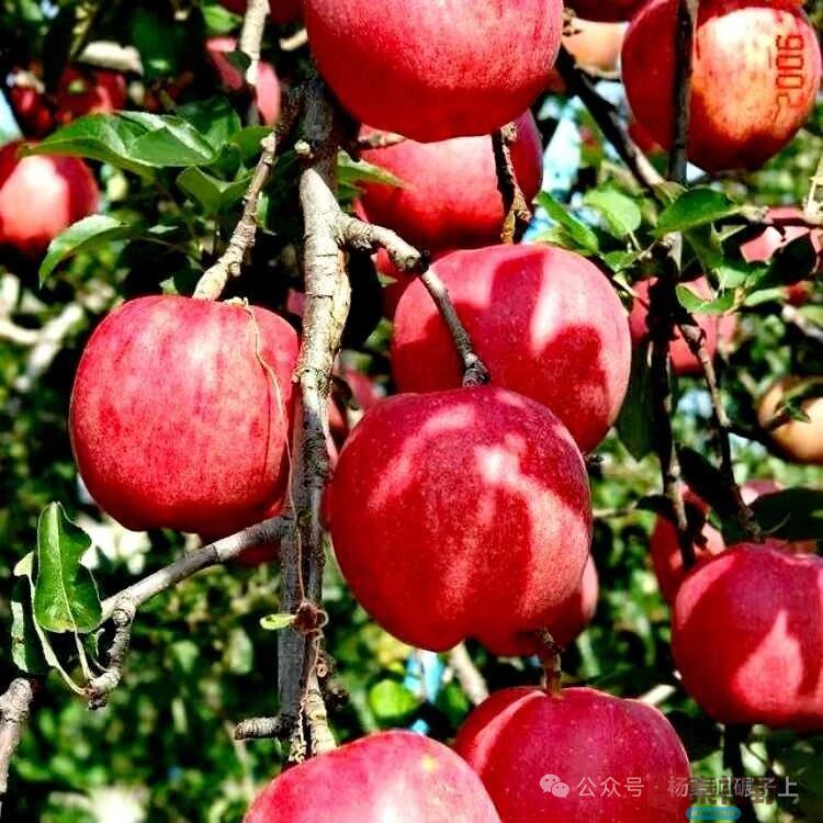 柴岁书20251019 (15).jpg