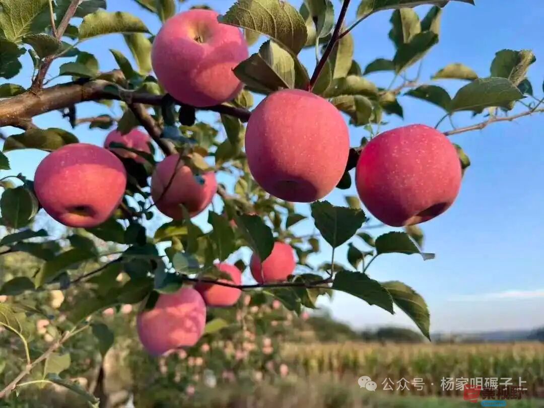 柴岁书20251019 (19).jpg