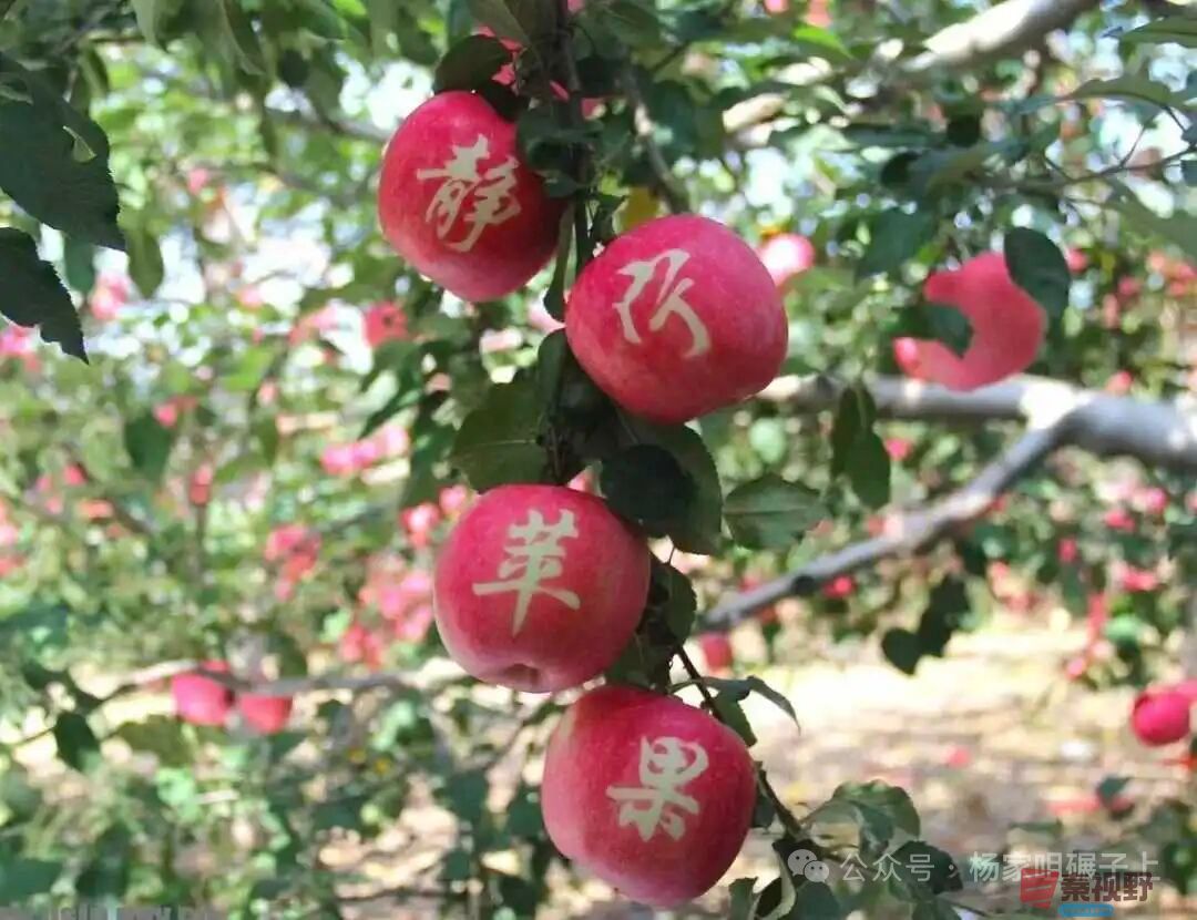 柴岁书20251019 (20).jpg