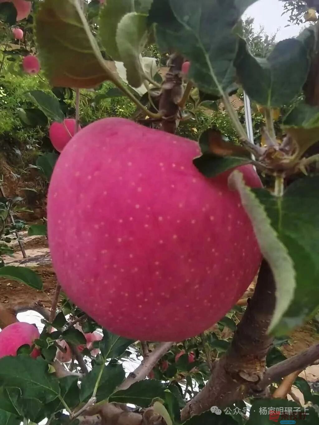 柴岁书20251019 (21).jpg