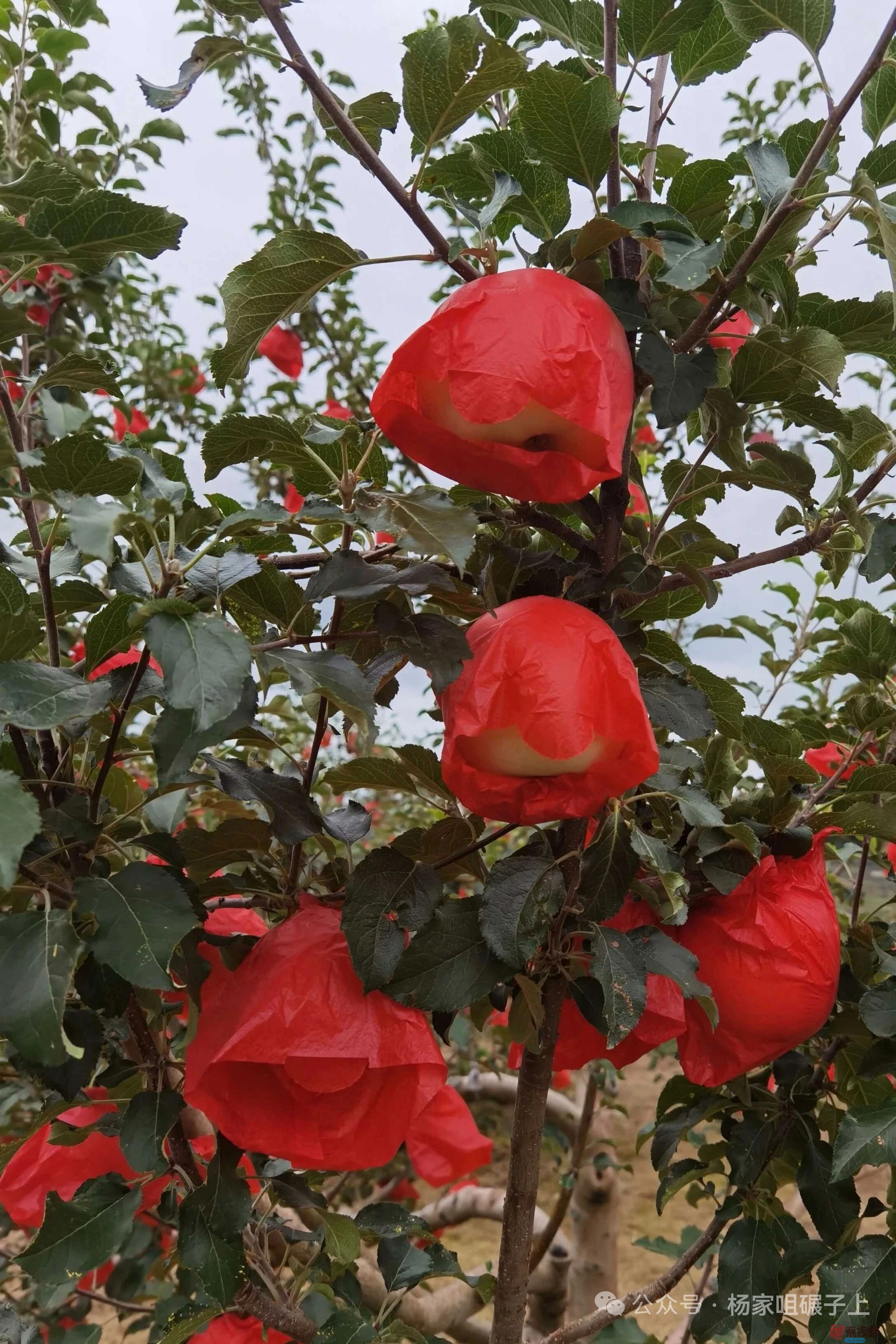 铜川耀州小丘今年苹果大丰收（2）【摄影柴岁书】