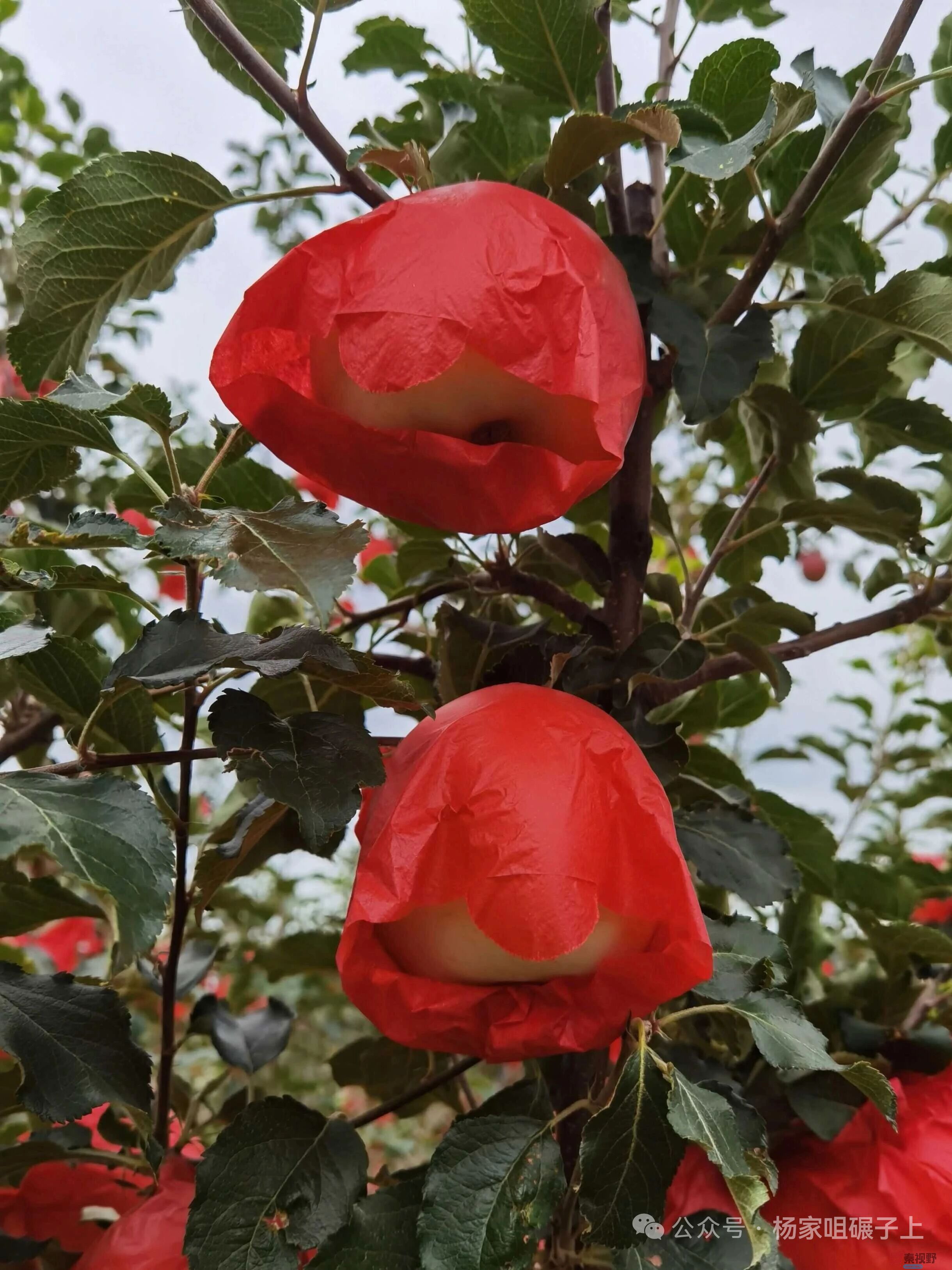 柴岁书20251019 (26).jpg