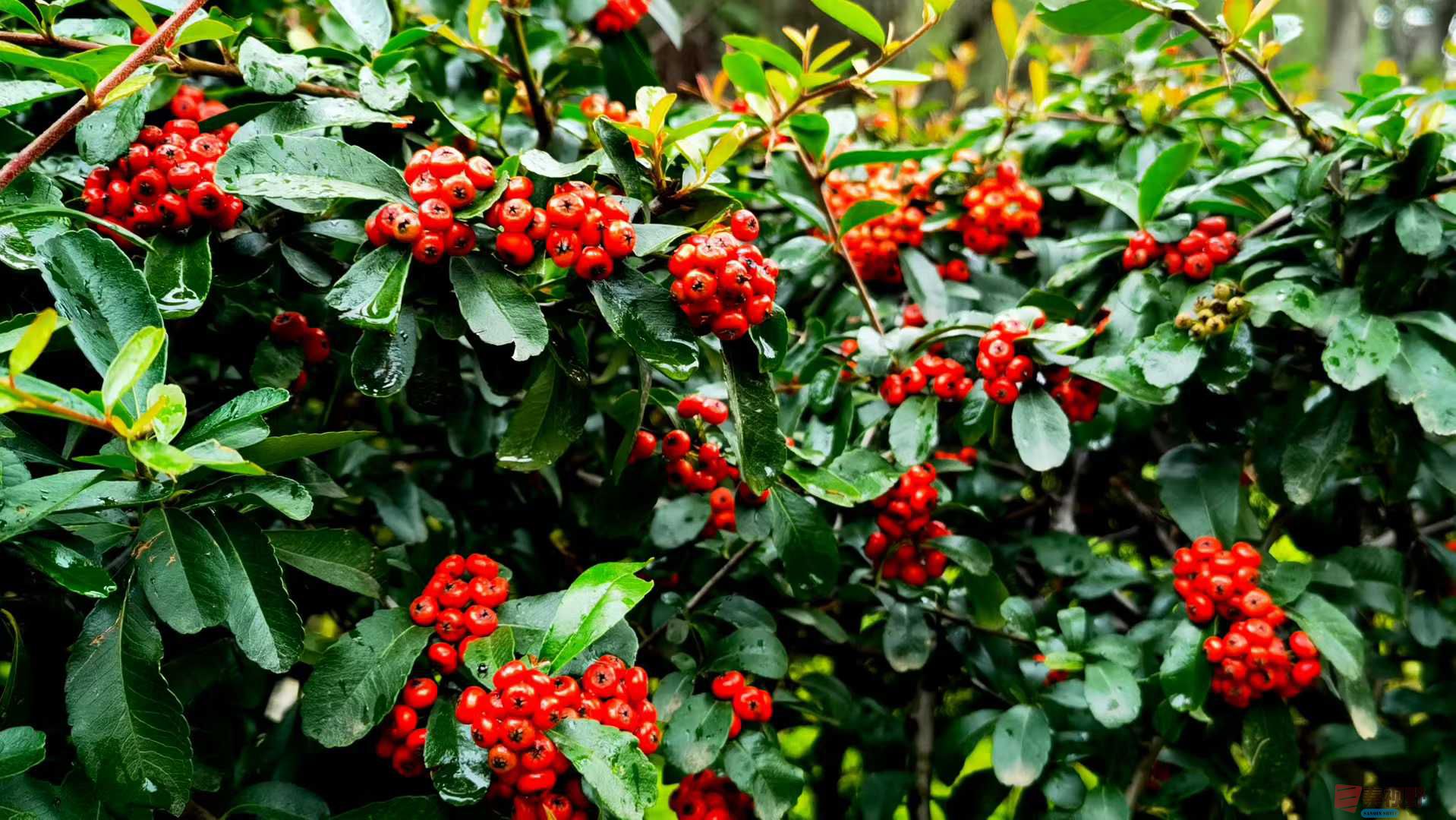 马世国_2025-10-21_091256_367 (1).jpg