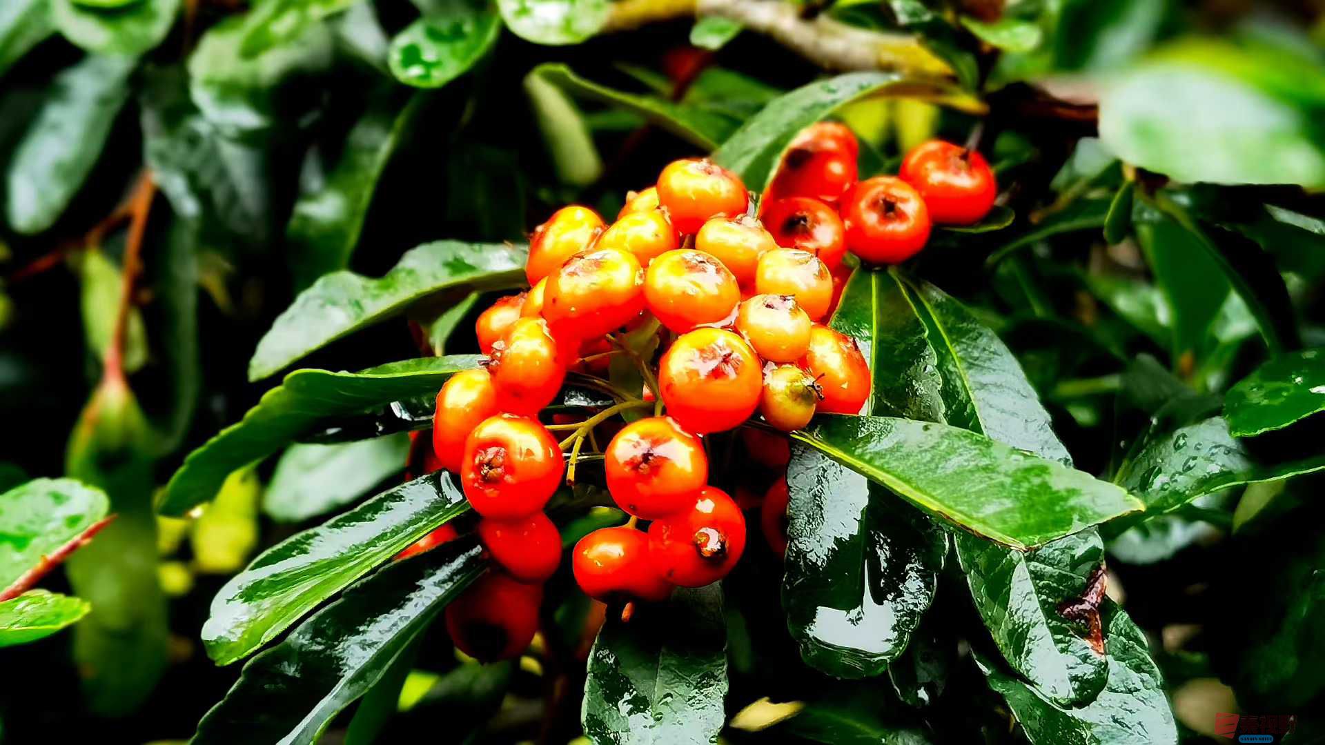 <strong>红肥绿瘦好风光【摄影马世国】</strong>