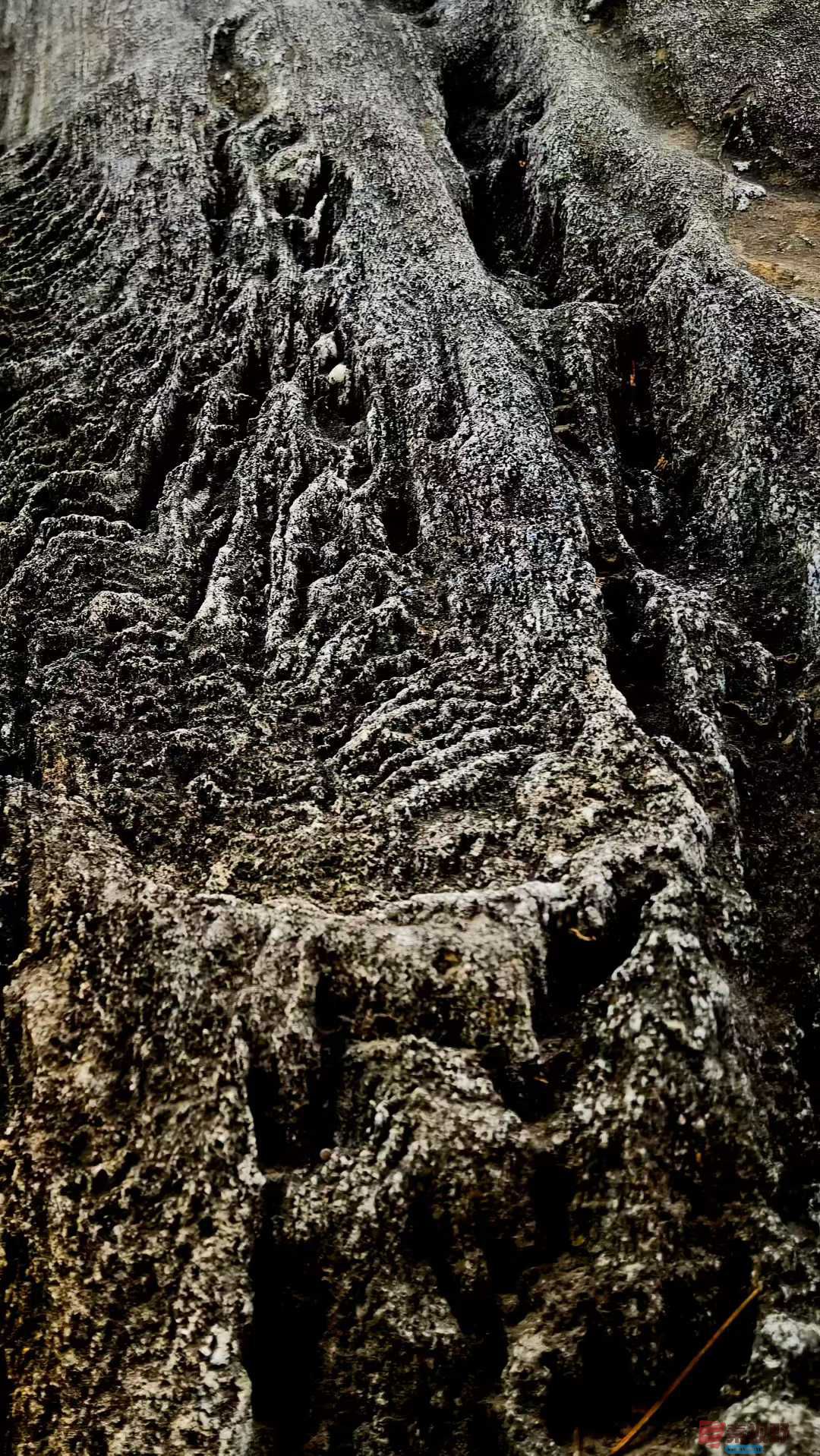 马世国_2025-10-22_105344_630 (5).jpg